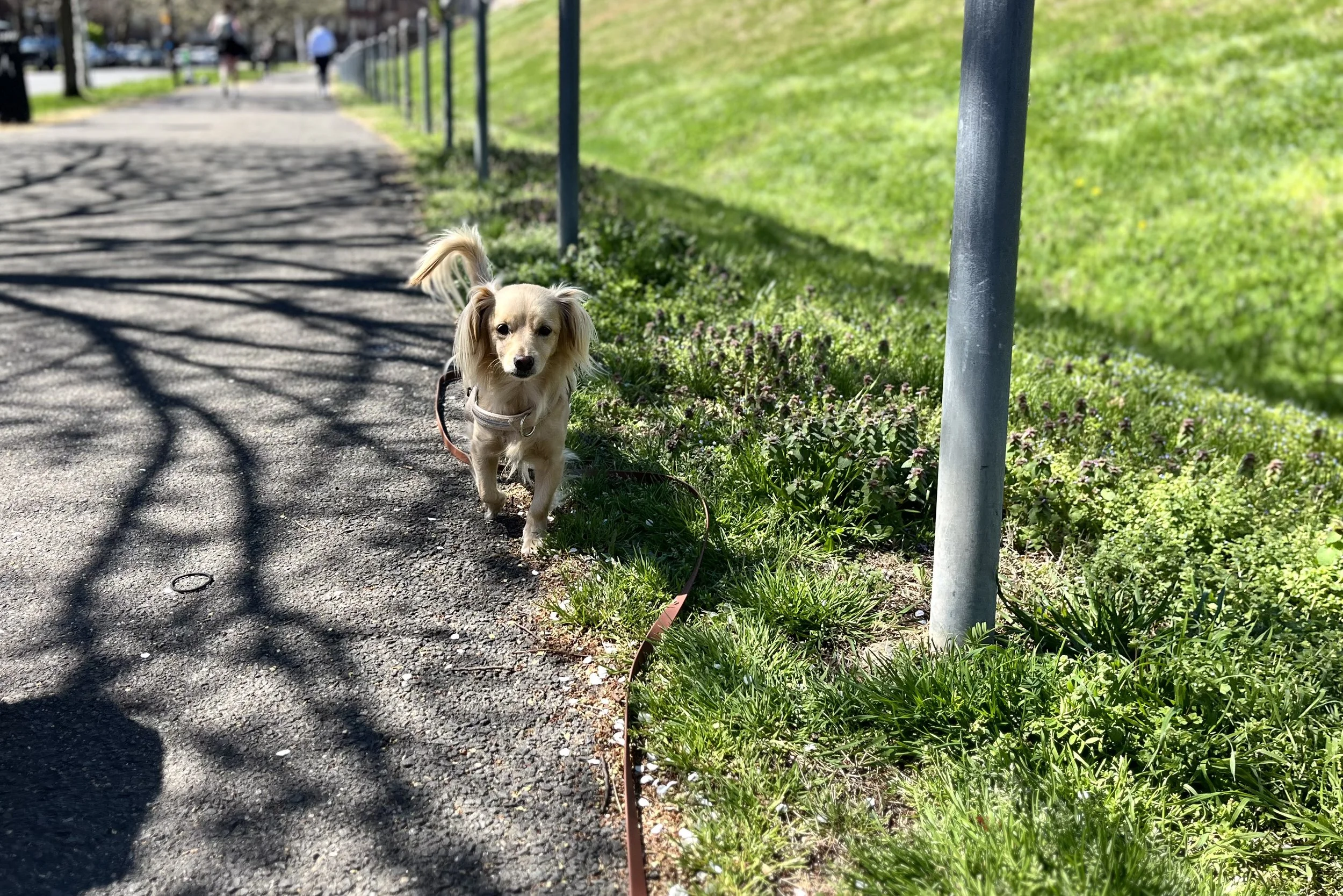 Small dog walking toward the camera along a paved path with a row of posts and grassy hill beside it.