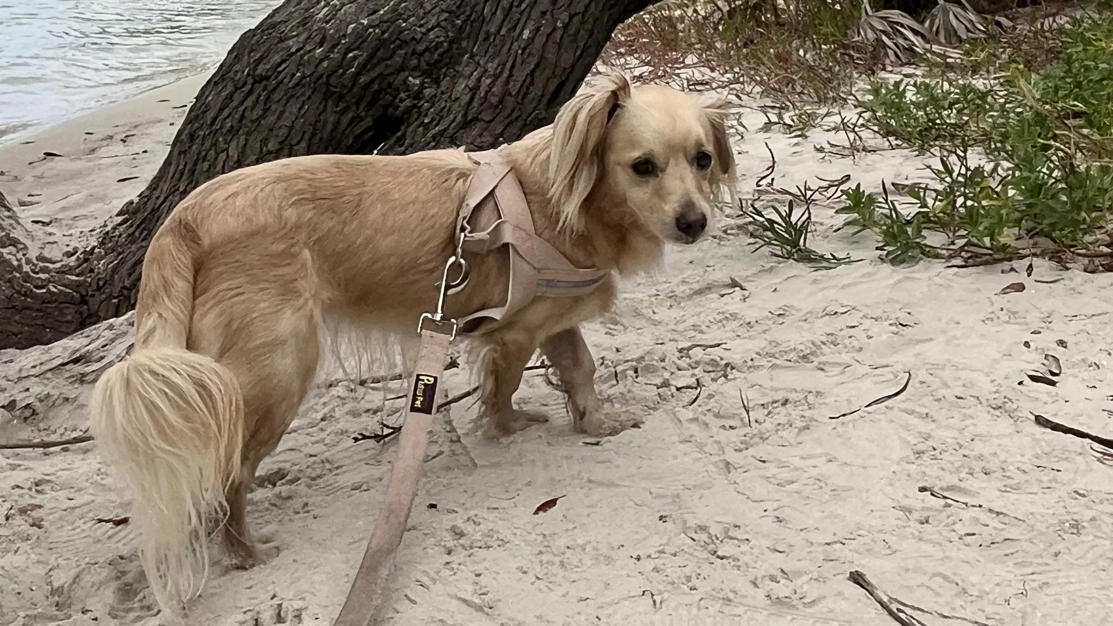 Leashed dog standing on sandy ground near trees at Matanzas Inlet, with water visible in the background.