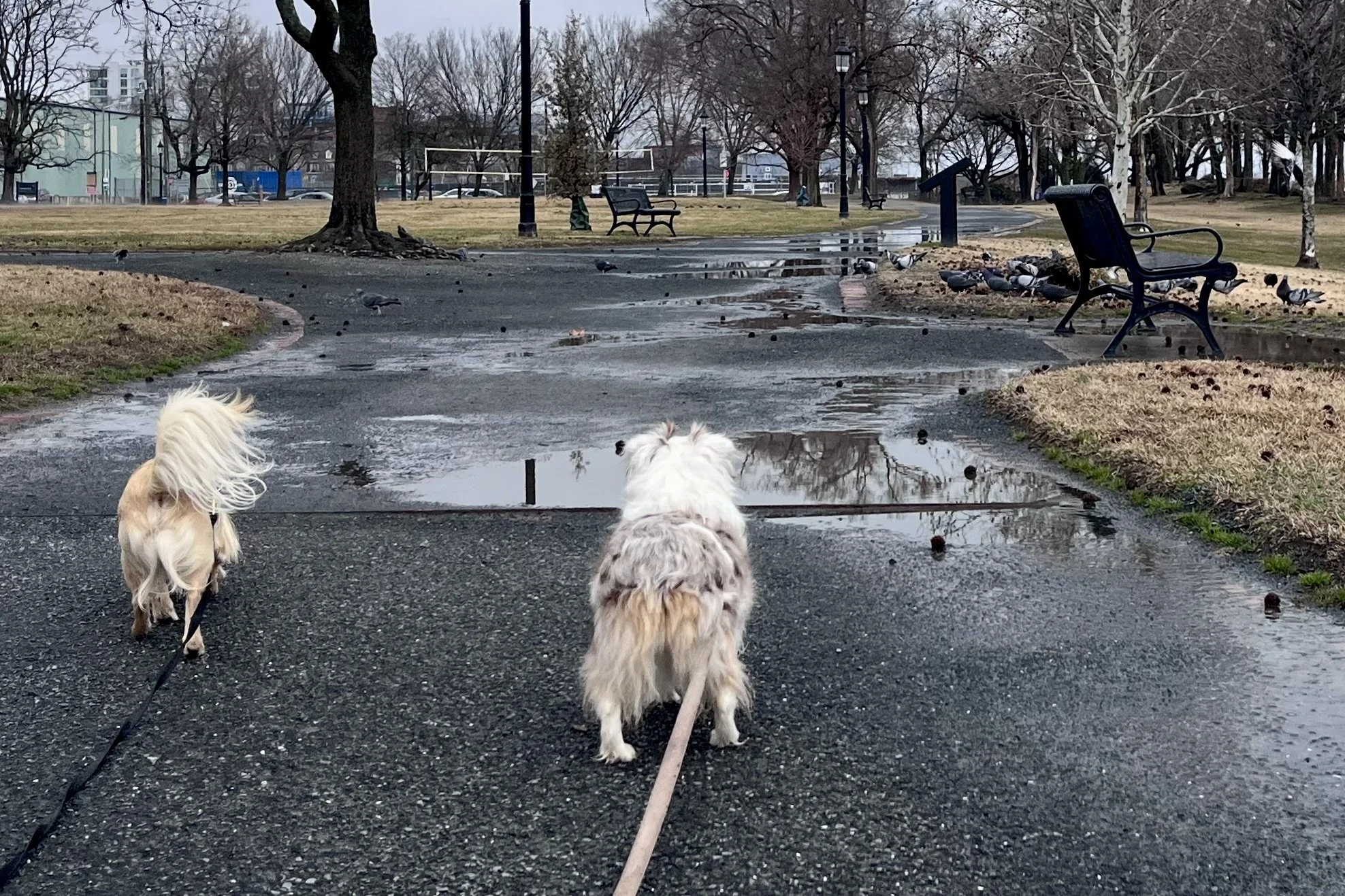 Small dog walking along a defined path at Oronoco Bay Park in Old Town Alexandria with open lawn and Potomac River visible.