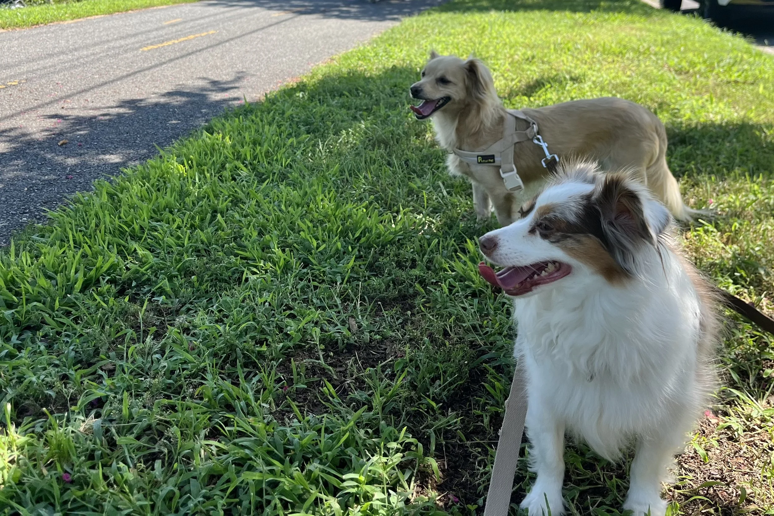 Archie and Saydie resting in shaded grass beside the Rappahannock River Heritage Trail in Fredericksburg, Virginia.