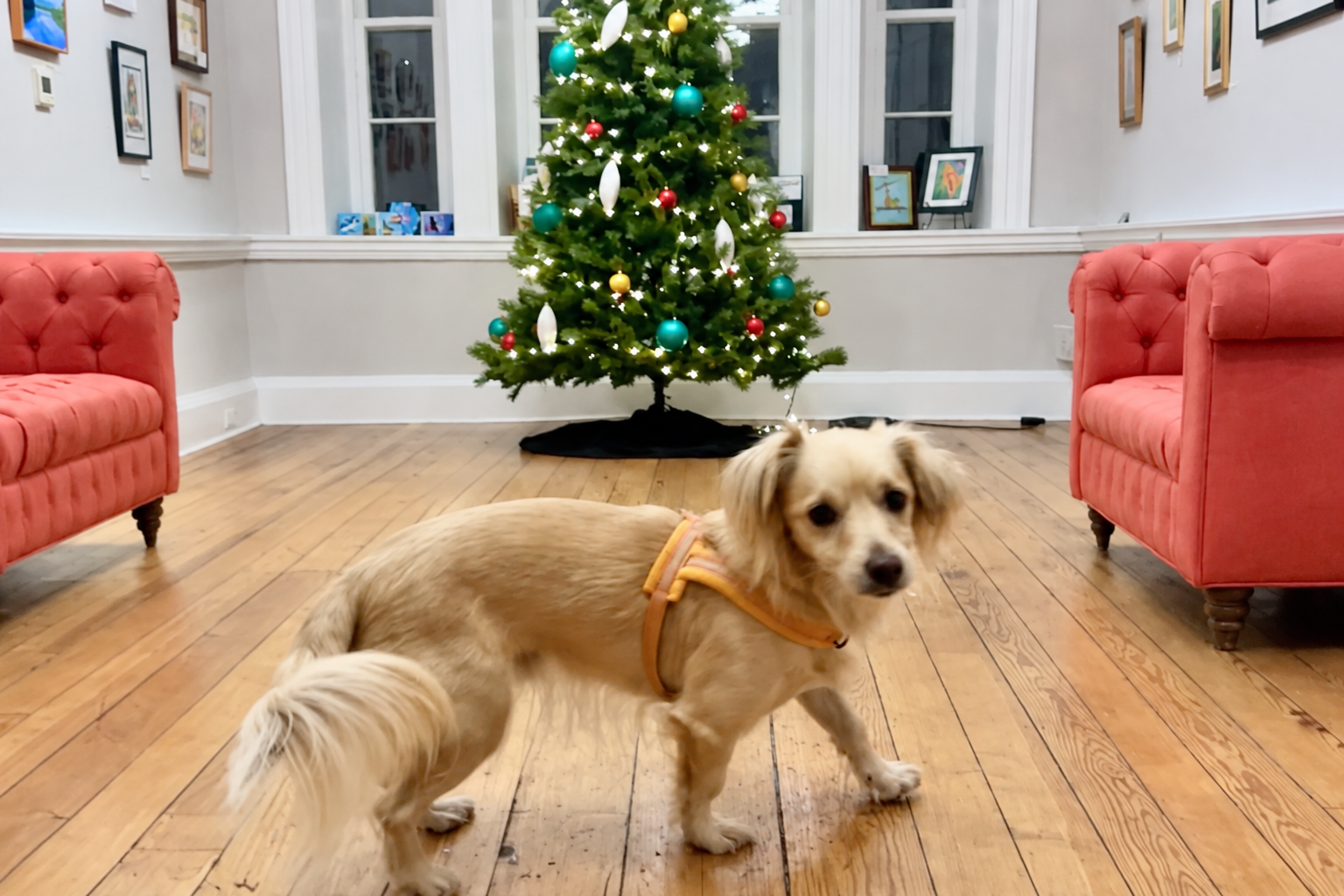 Archie standing inside the Blackburn Inn in Staunton, Virginia, in front of a decorated Christmas tree.
