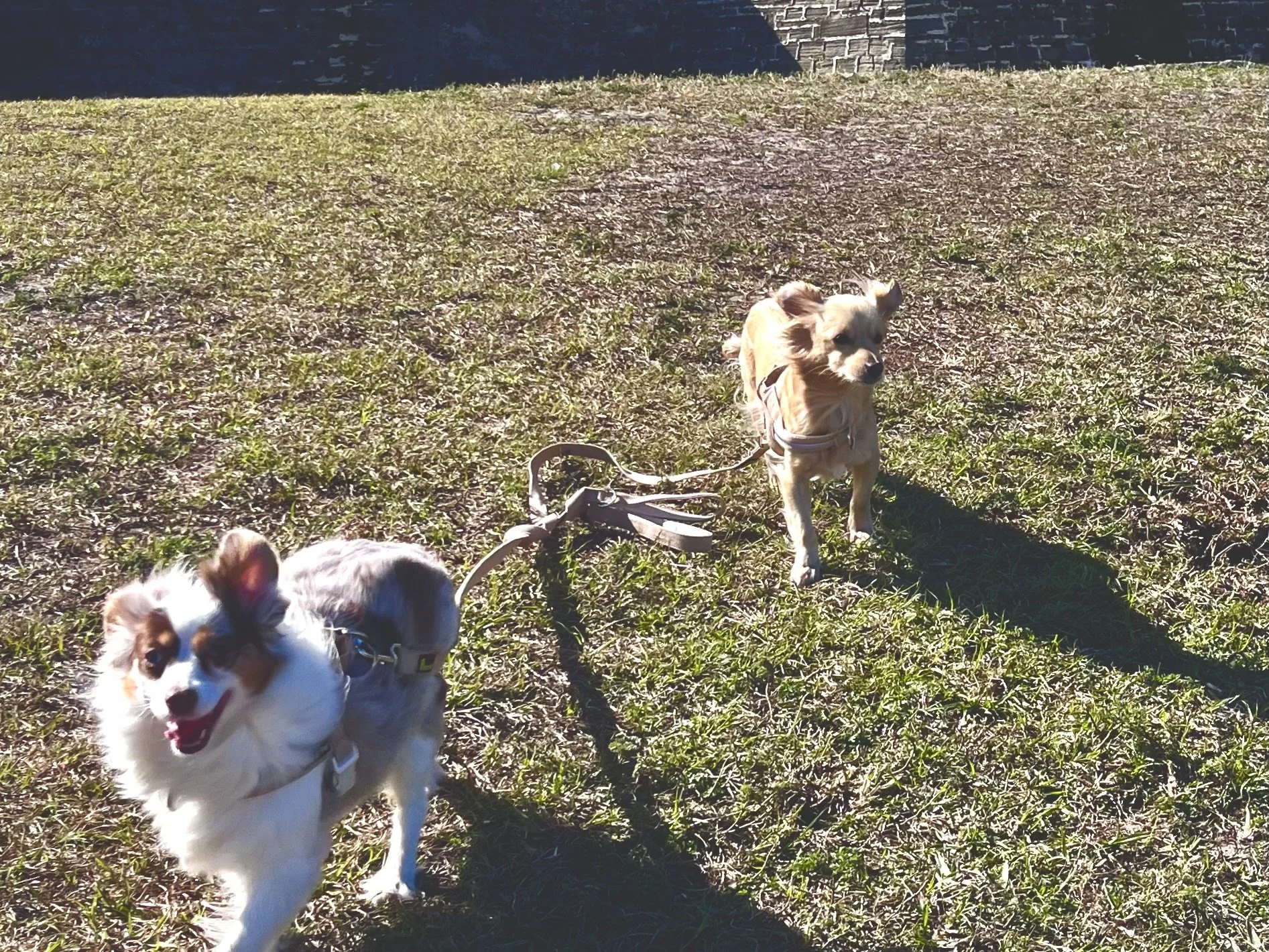 Two small dogs on leash running across grassy field near Castillo de San Marcos in St. Augustine.