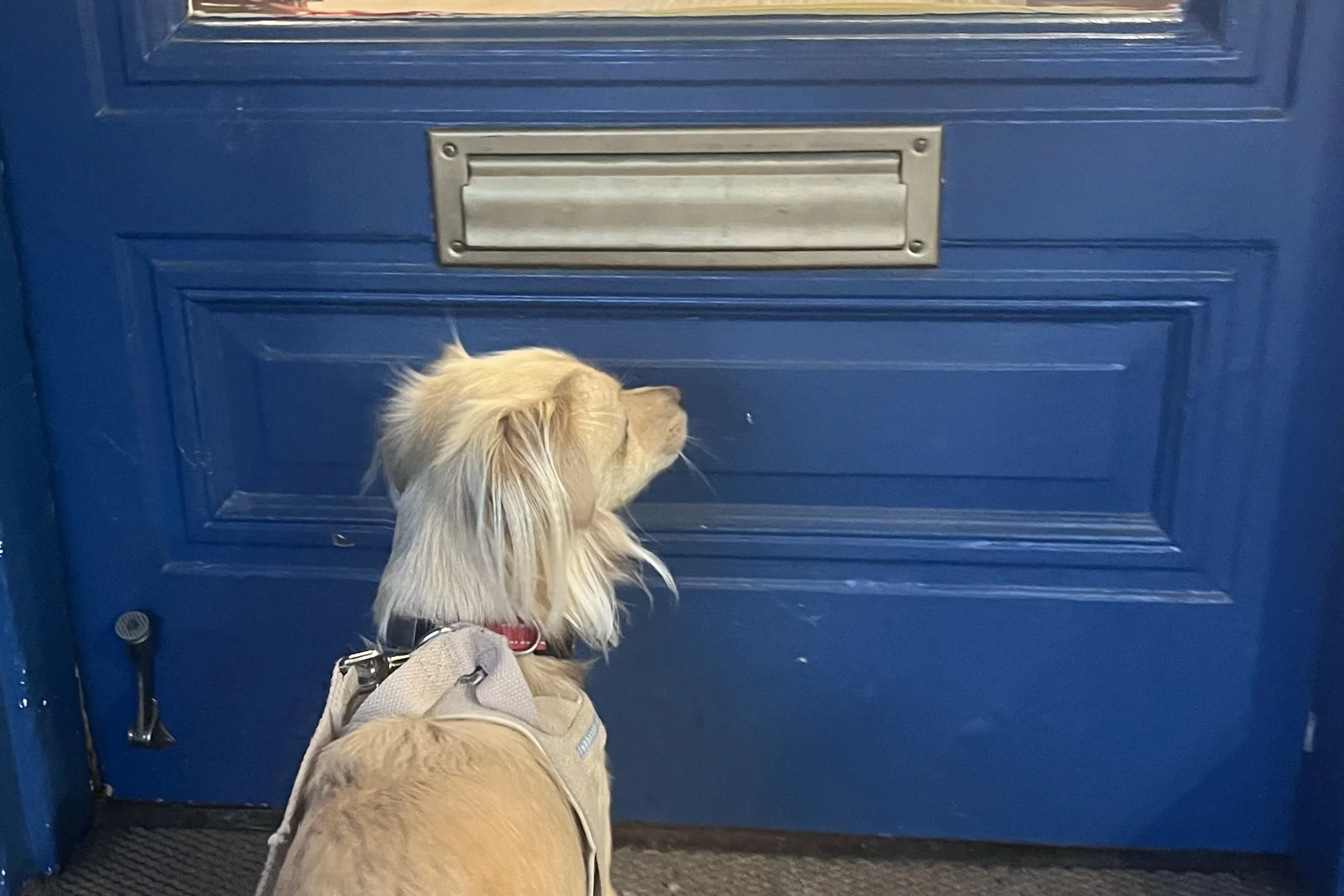 Small dog pausing at a narrow doorway entrance, looking up before entering