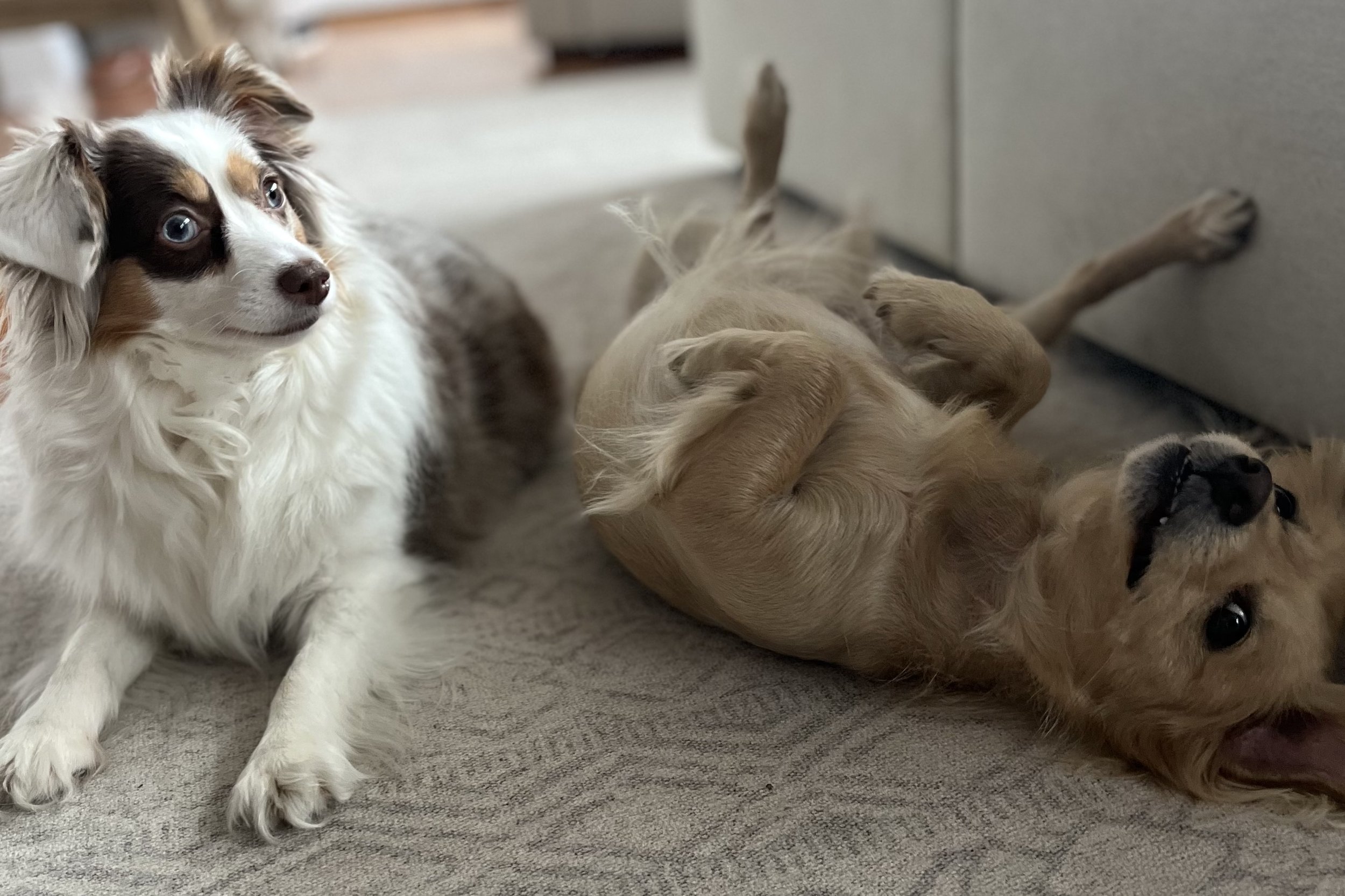 Two small dogs relaxing on a rug at home after a busy day, with one dog lying upside down in a loose relaxed position while the other rests nearby.
