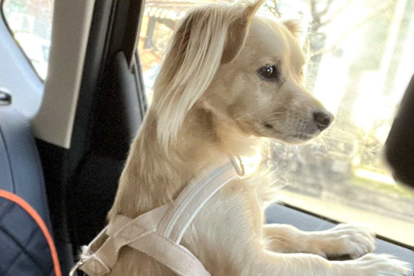 Small tan dog standing upright in the back seat and looking out the car window instead of lying down.