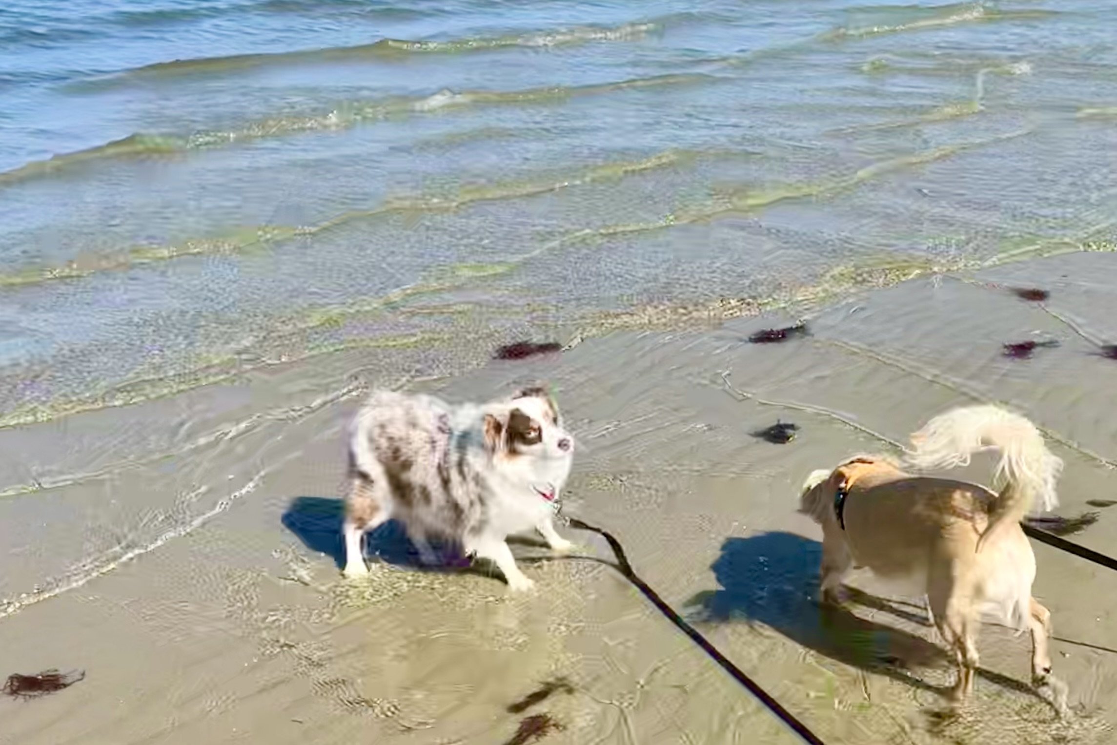 Two small dogs standing at the edge of the water on the Cape Charles shoreline, exploring shallow waves on leashes.