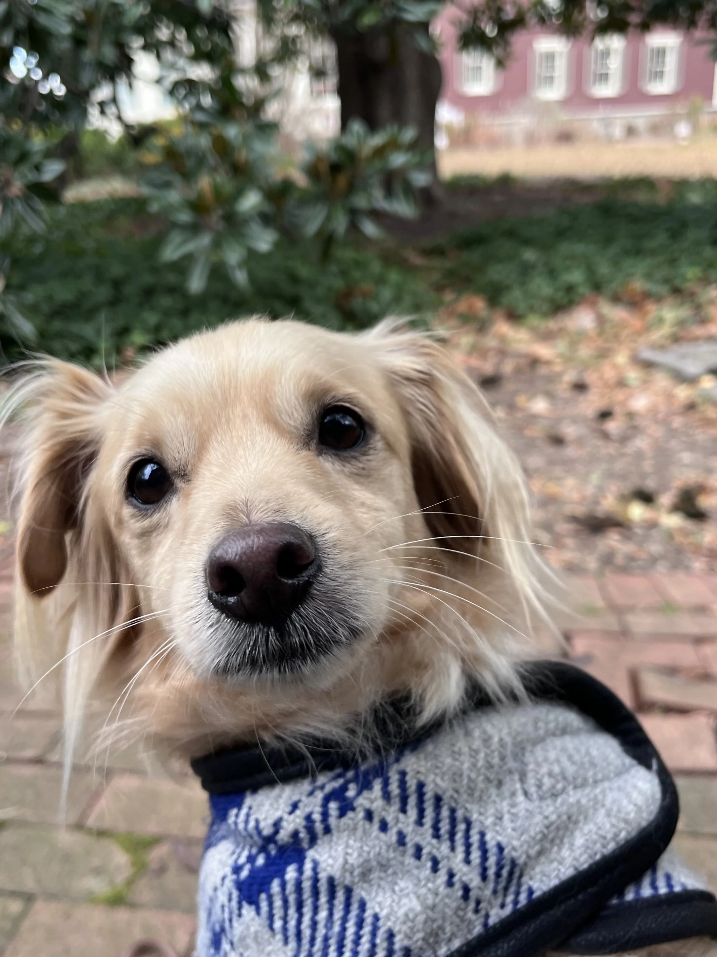 Small dog wearing a step-in dog coat that fastens without going over the head, designed for easy dressing and comfort.