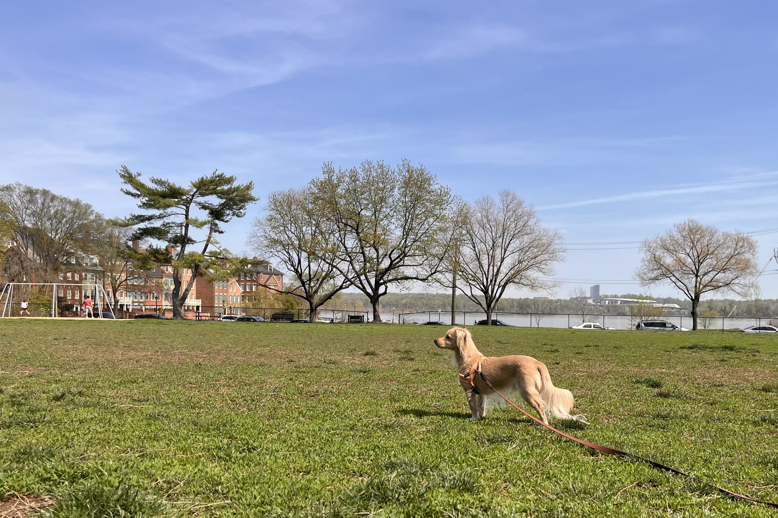 Small dog standing in a wide grassy field at Jones Point Park with trees and water in the background