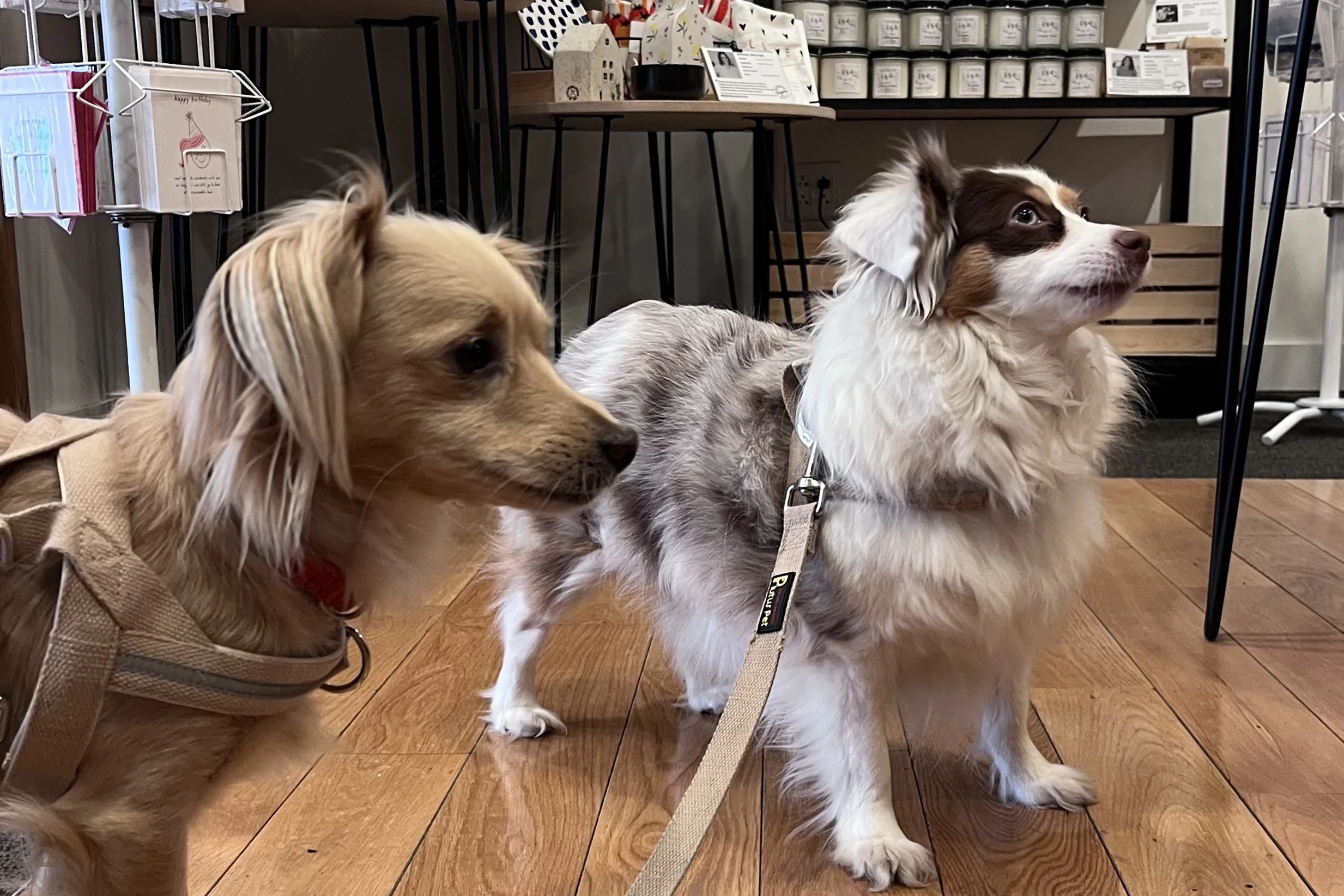 Archie and Saydie standing inside a dog-friendly shop in Old Town Alexandria.