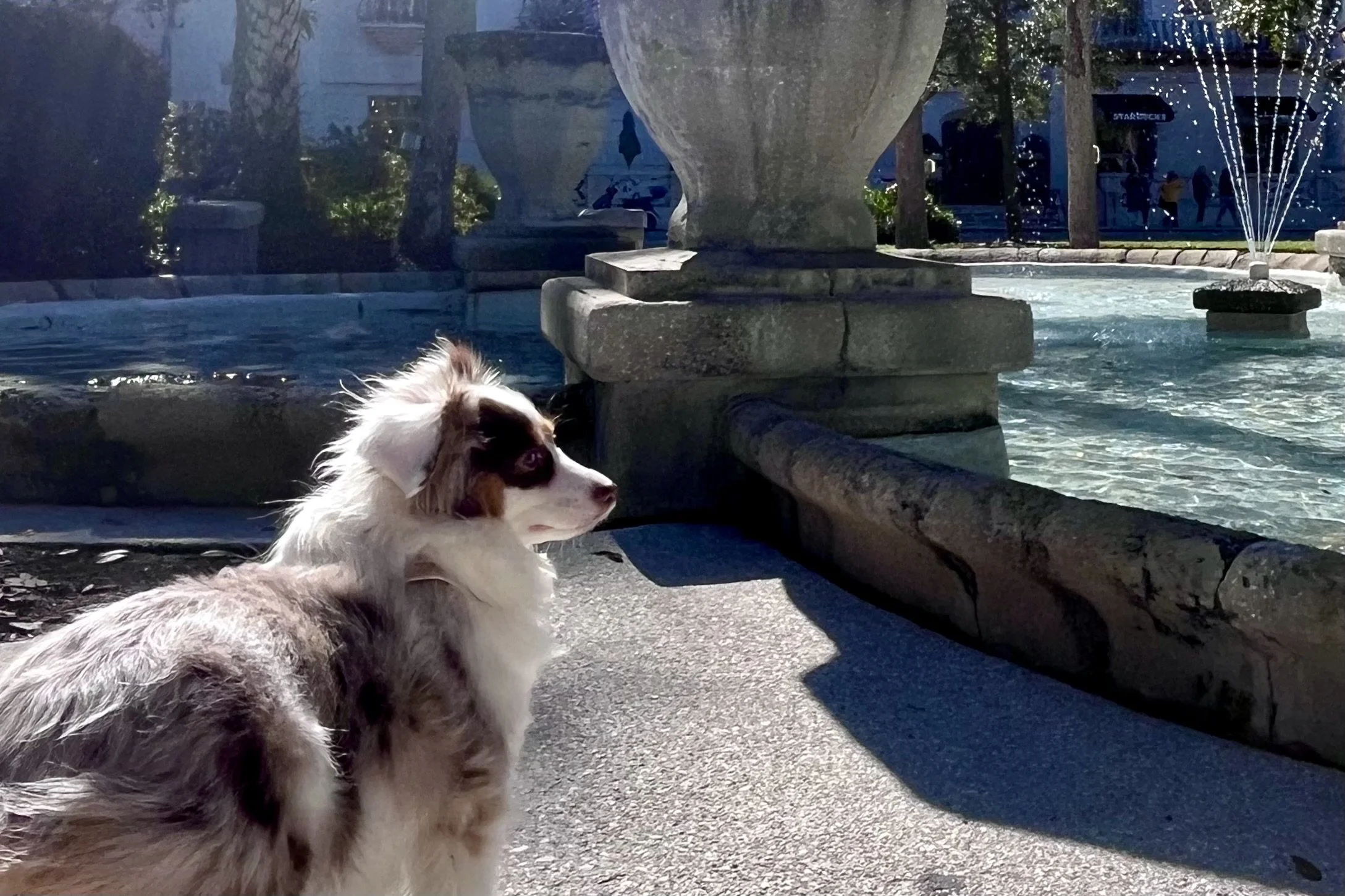 Small dog looking toward a historic fountain in Old Town St. Augustine.