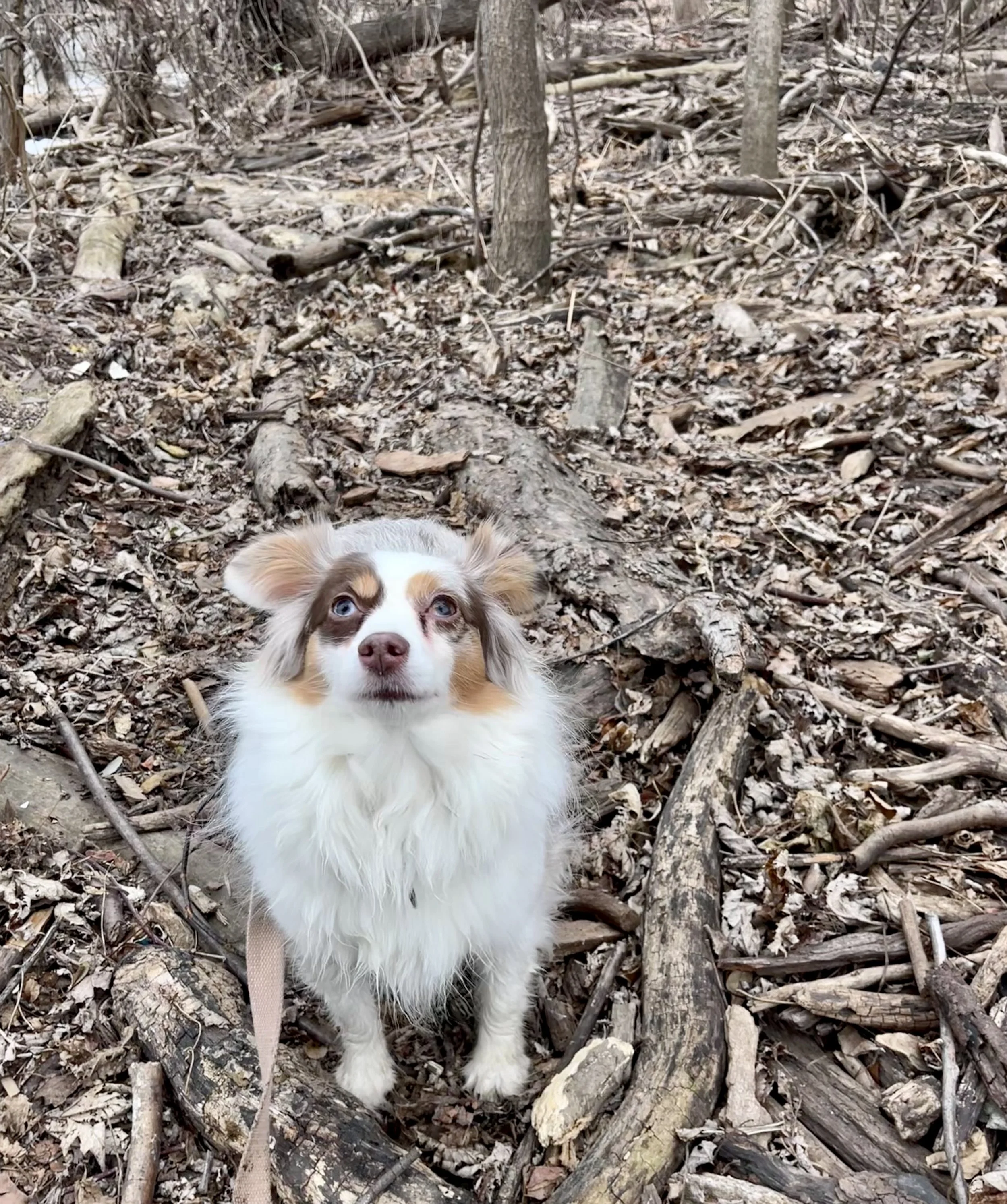 A leashed dog standing among driftwood left by seasonal flooding along a wooded trail near the Potomac River at Jones Point Lighthouse.