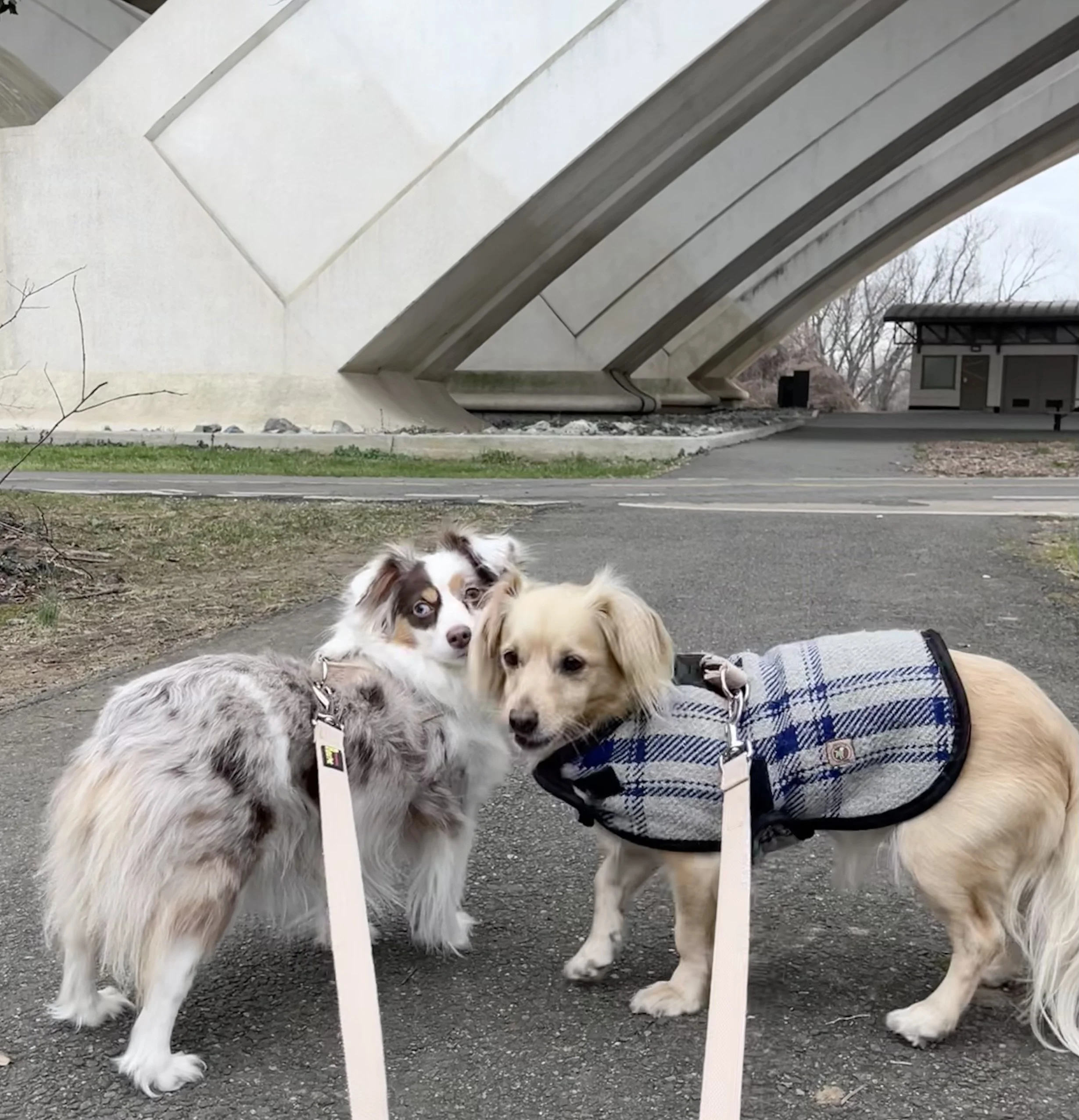 Two leashed dogs standing on a paved path beneath a concrete bridge near Jones Point Lighthouse, both turning back toward the camera during a quiet walk.