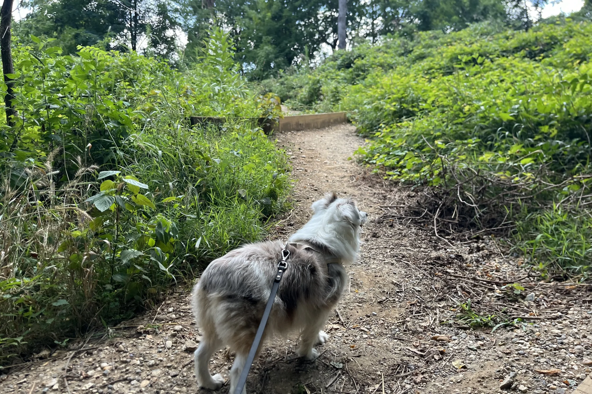 Saydie looking ahead along a wide woodland trail with a clear sightline for approaching dogs.