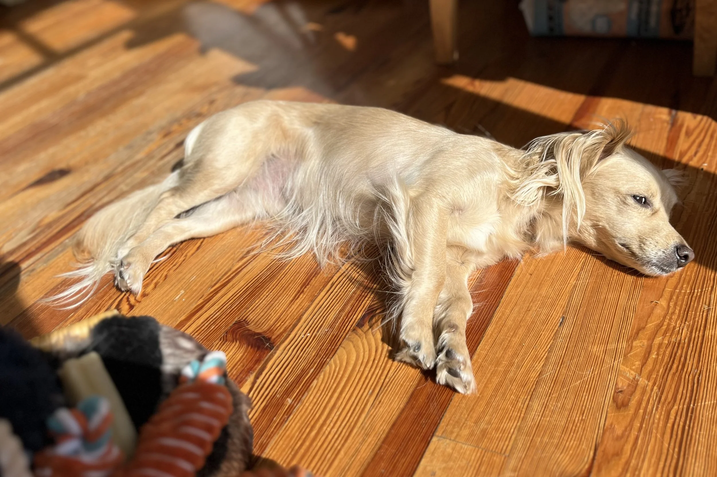 Small dog lying stretched out on a sunlit wood floor, beginning to relax in a new environment