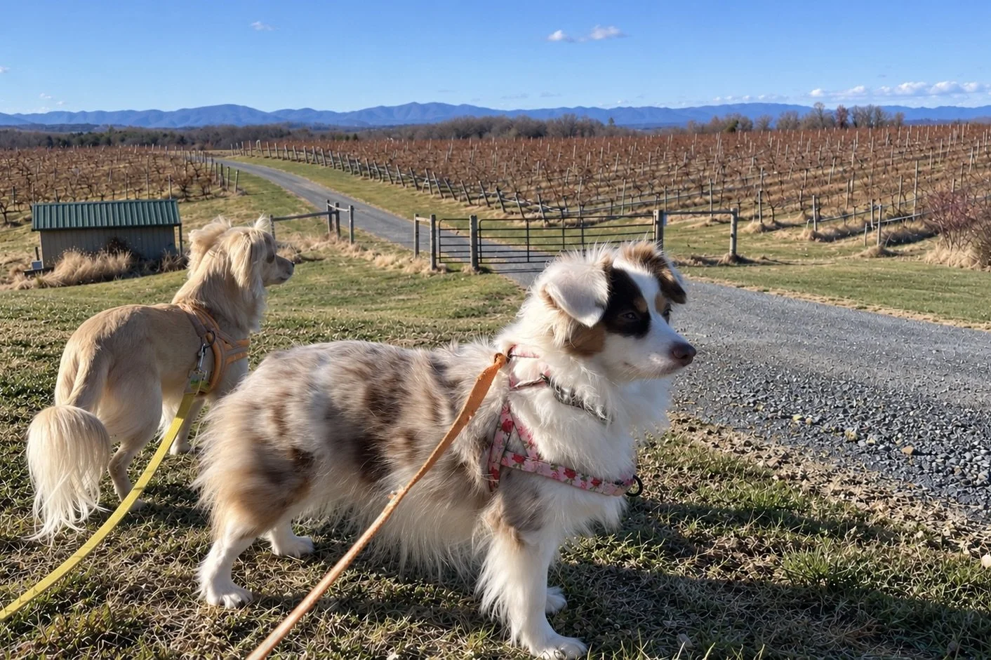 Archie and Saydie standing beside vineyard rows with the Blue Ridge Mountains in the distance at Barren Ridge Vineyards in Virginia.
