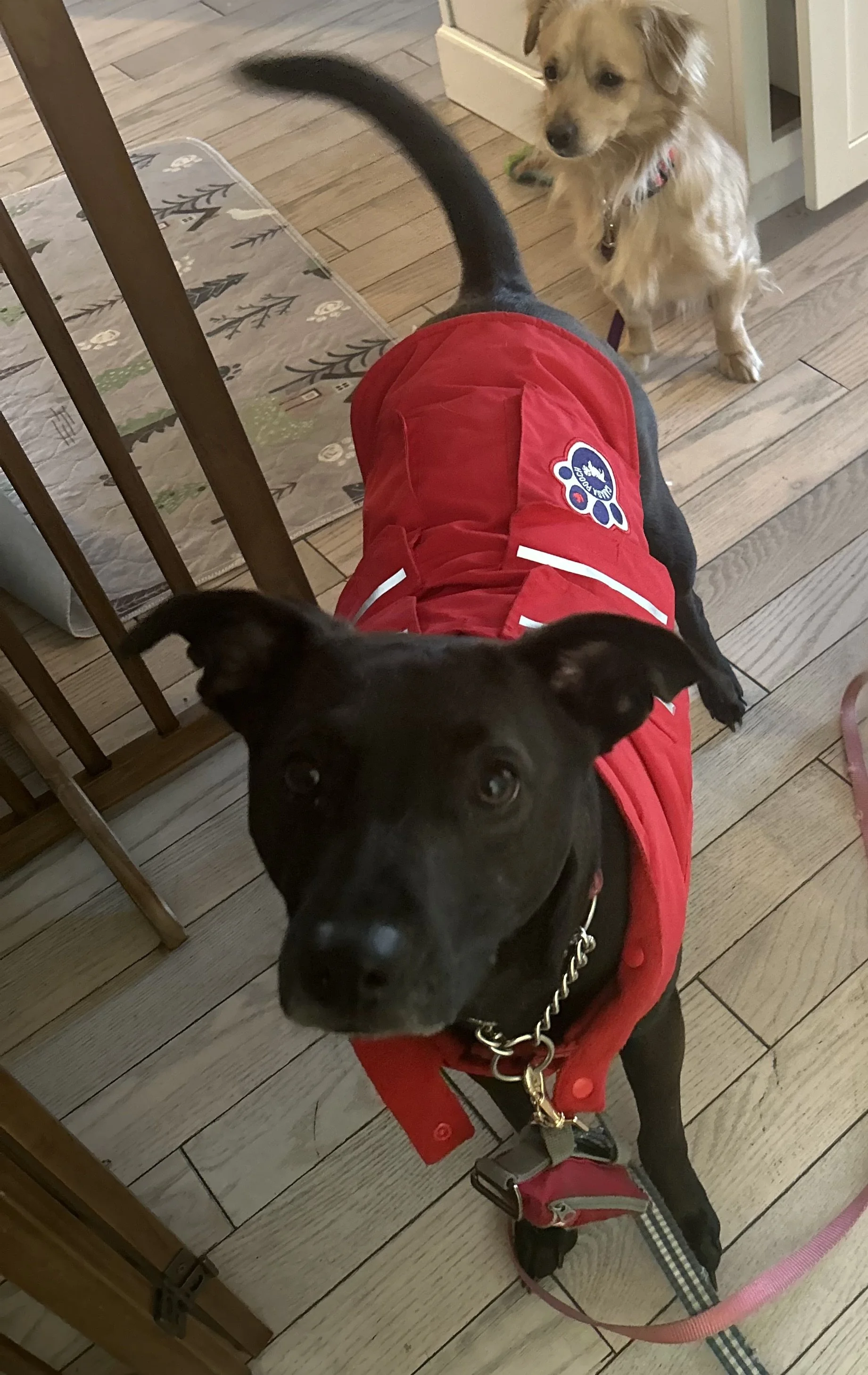 Red dog winter coat with added insulation and harness access, worn during an outdoor walk.
