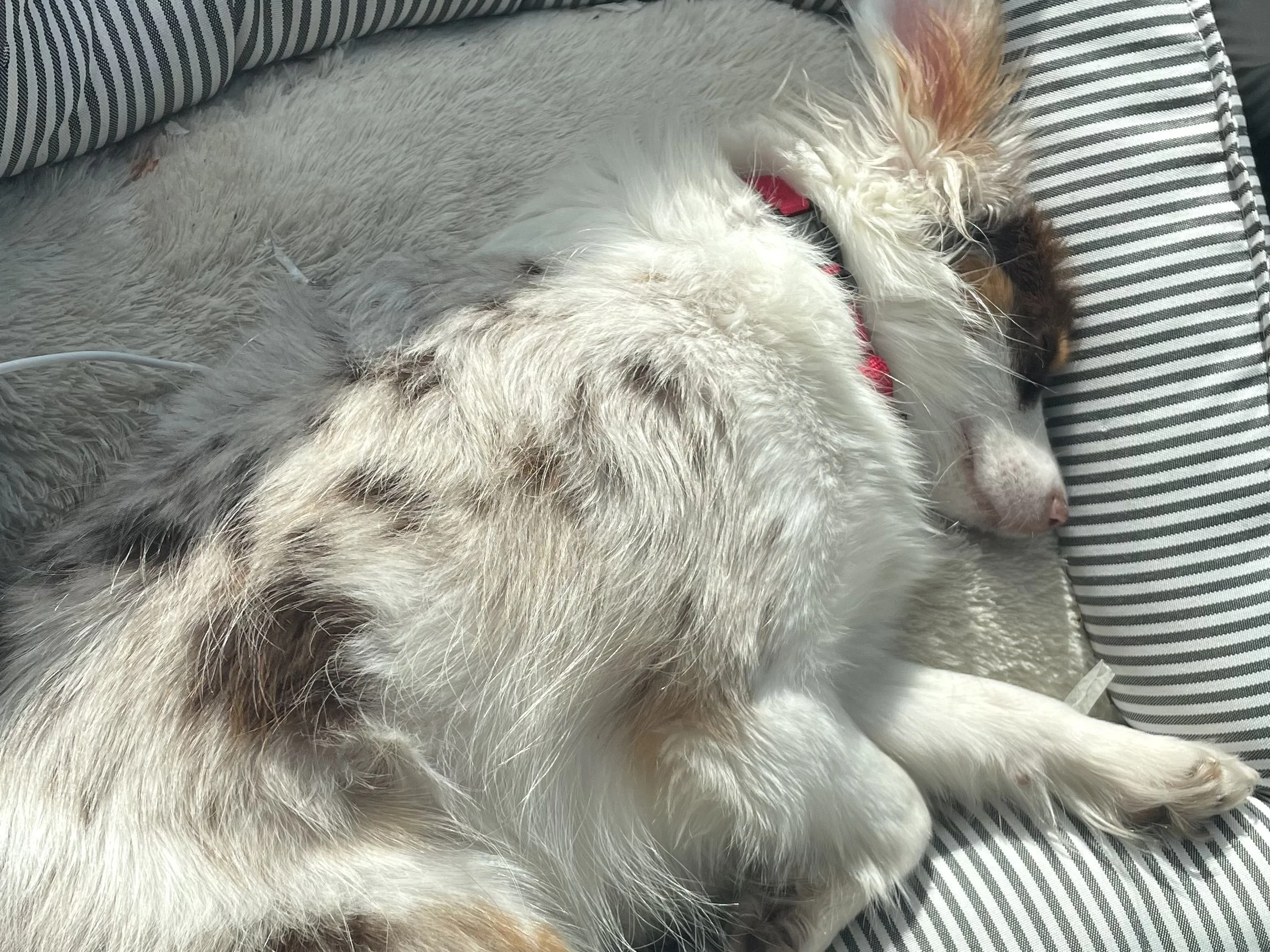 all dog curled up asleep in a soft striped bed, showing how familiar sleep spaces help dogs settle during travel.