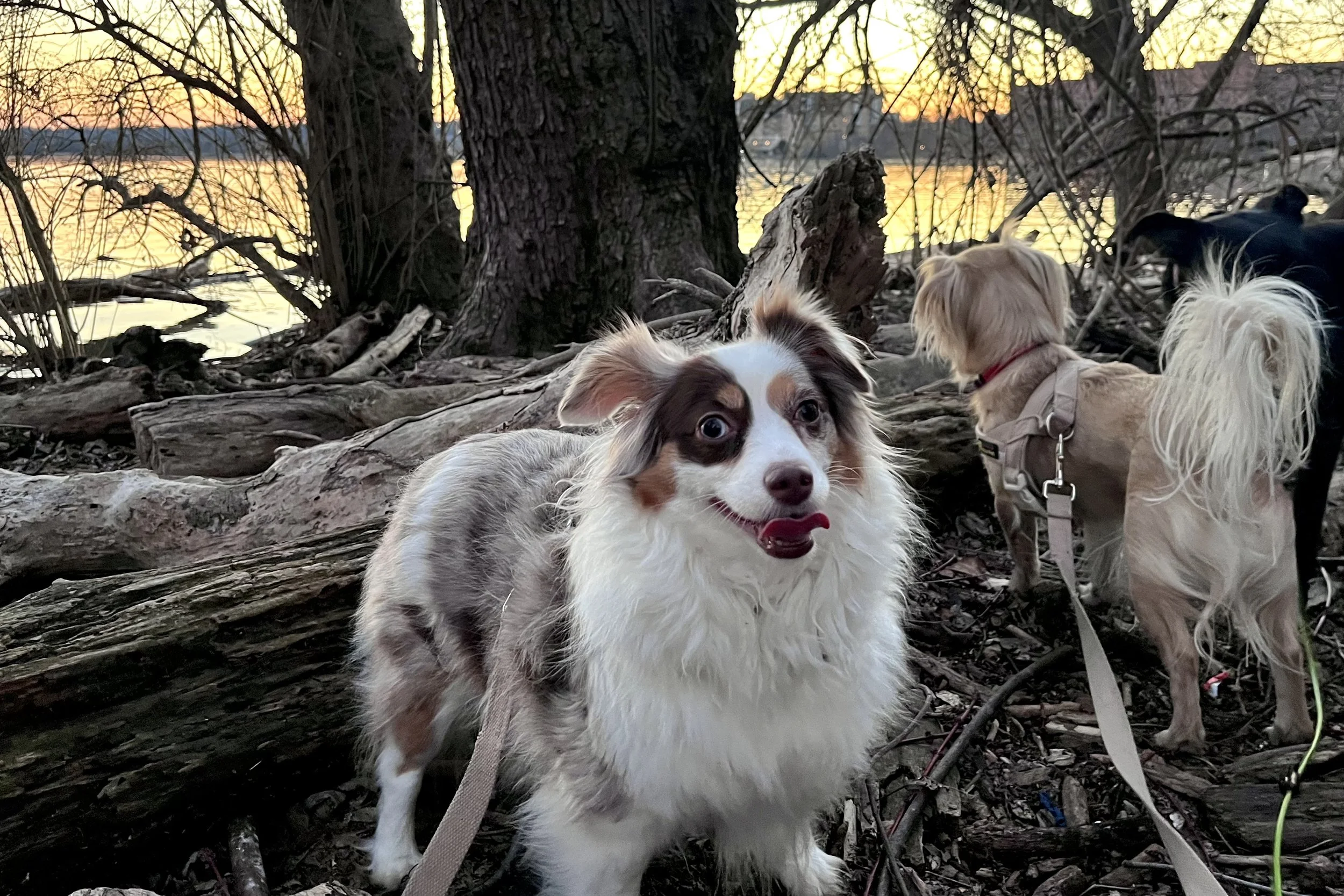 Two small dogs standing among driftwood and trees along the Potomac River at sunset in Old Town Alexandria.