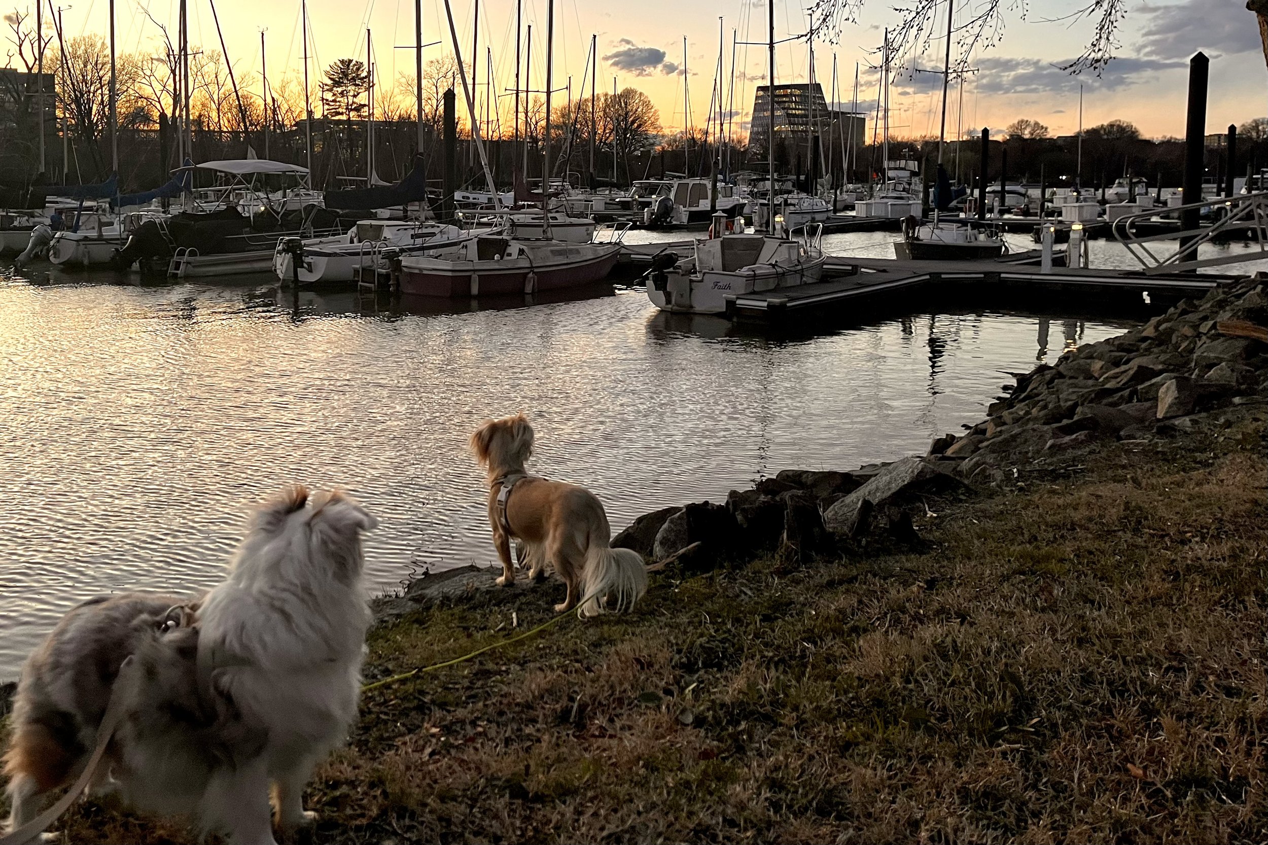 Two small dogs sitting near a marina at sunset along the Potomac River with boats and calm water in the background