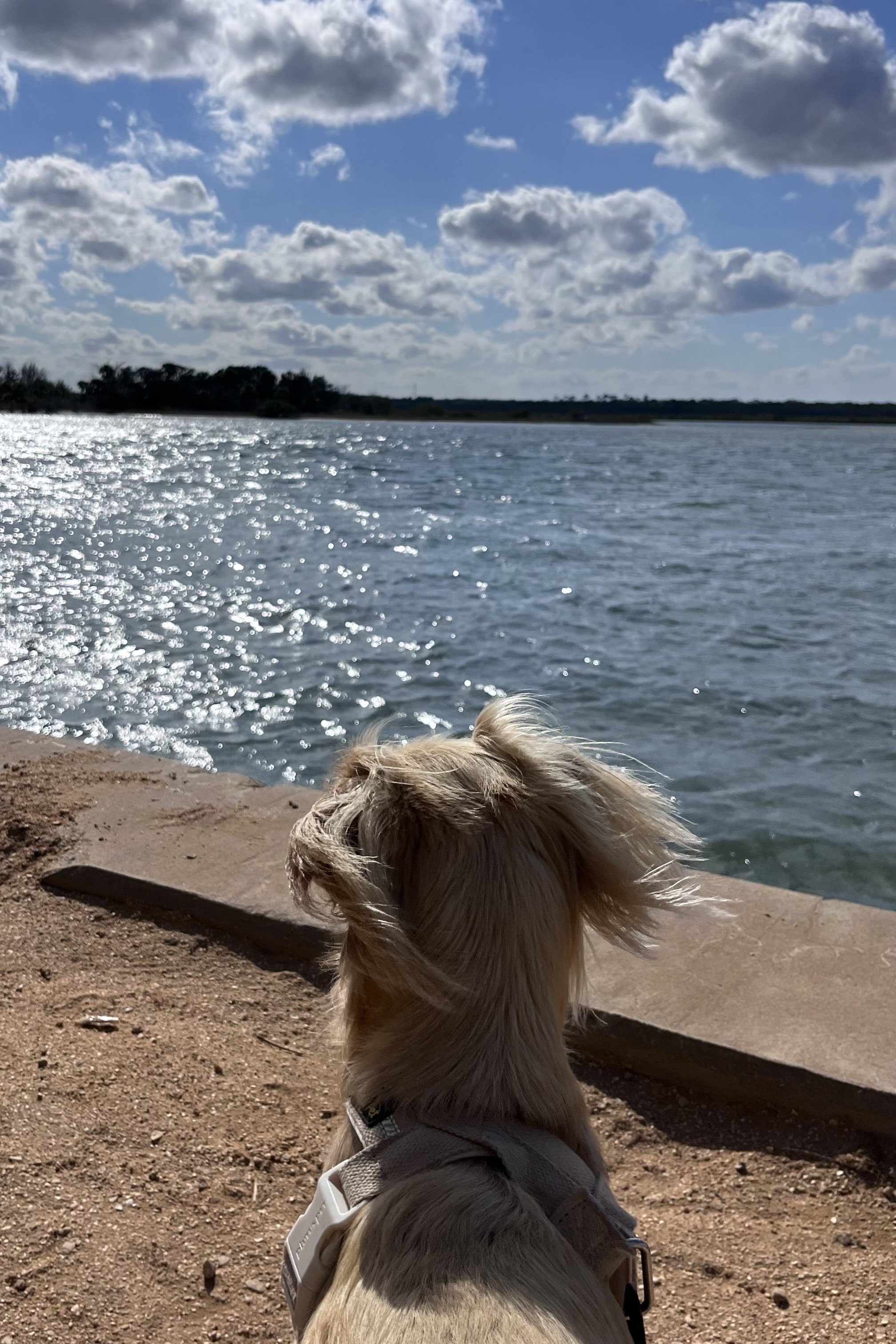 Archie, a small tan dog, quietly watches the sparkling water during a peaceful waterfront stop on a dog-friendly day trip.