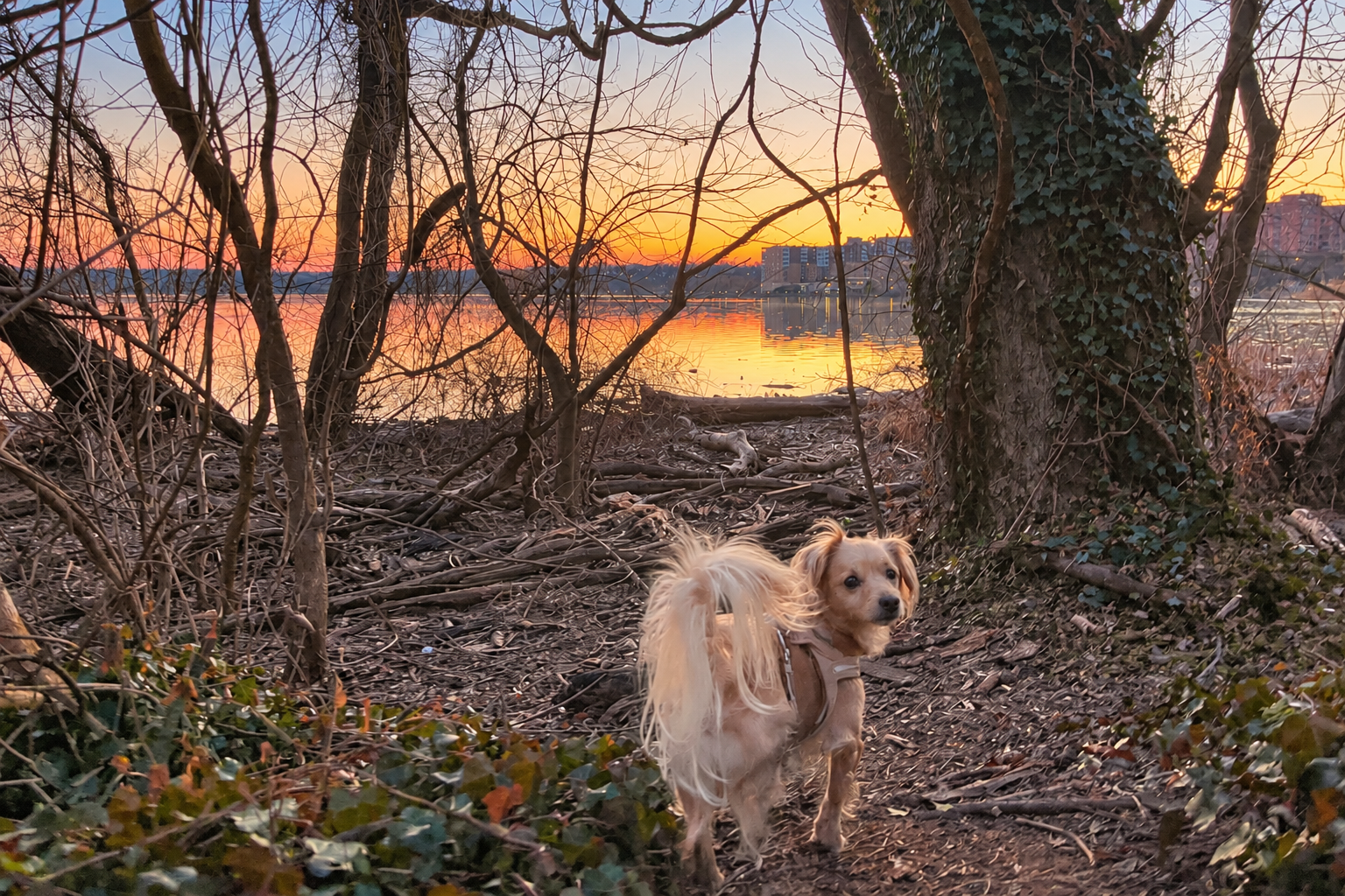 Small tan dog exploring the wooded shoreline at Jones Point Park with evening lights reflecting across the Potomac River.