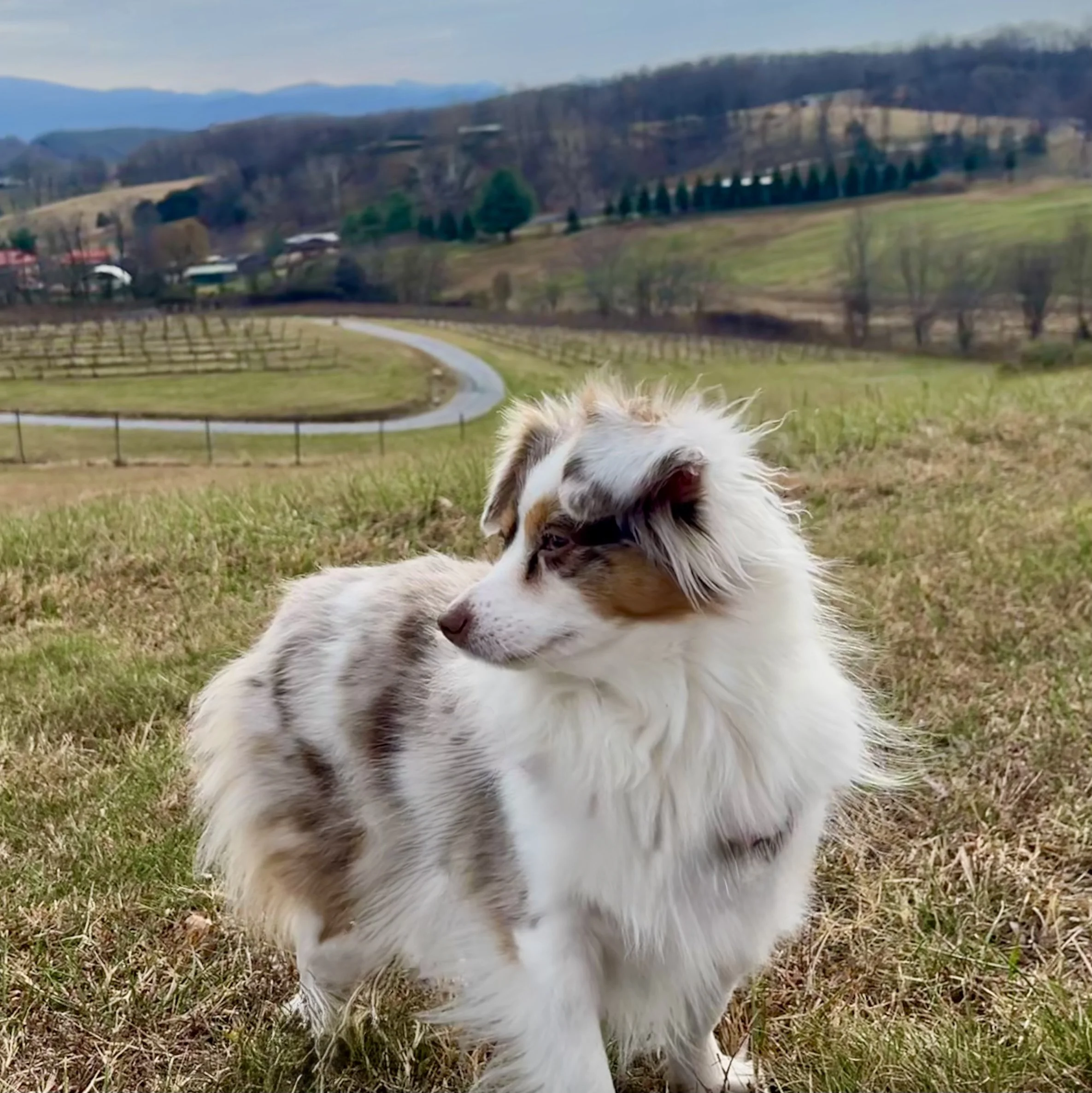 Australian Shepherd wearing a pink harness standing near a wooden fence outdoors.