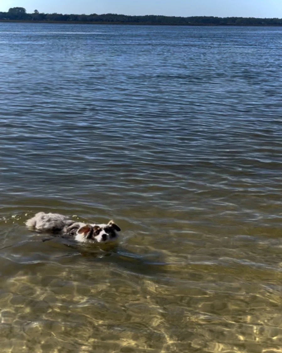 Dog swimming in clear, shallow river water with ripples and sunlight on the surface.