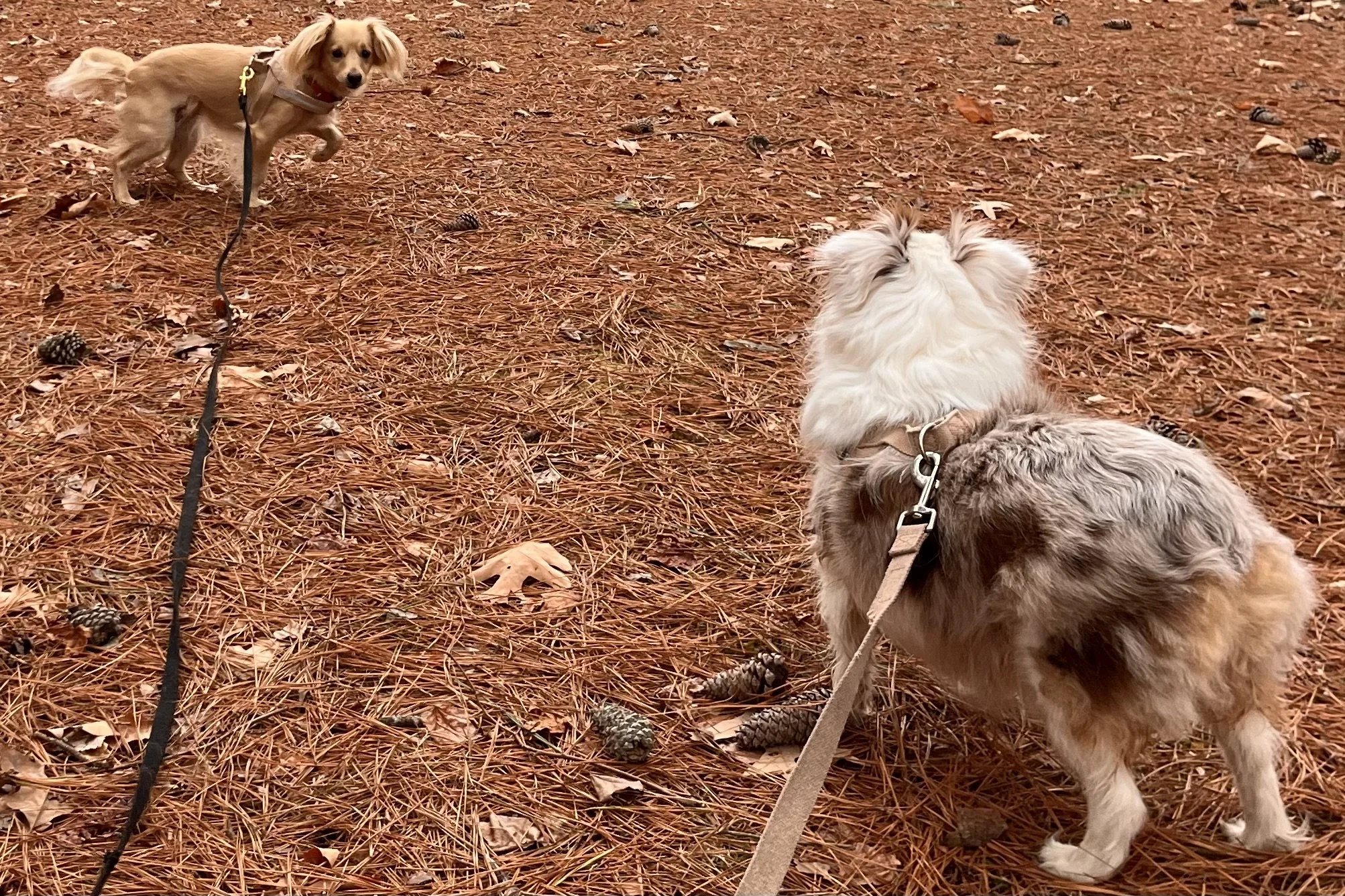 Two small dogs walking along pine-needle covered ground near the James Monroe Birthplace Site in Virginia.