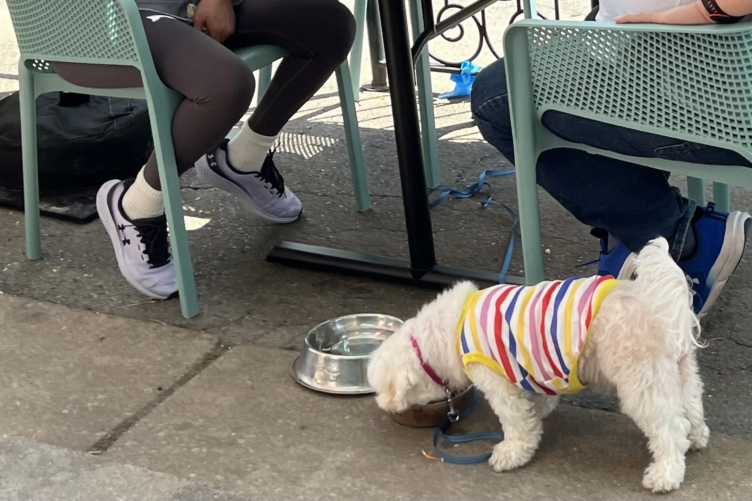 Small white dog in a striped shirt drinking water beside a shaded waterfront patio table in Old Town Alexandria.