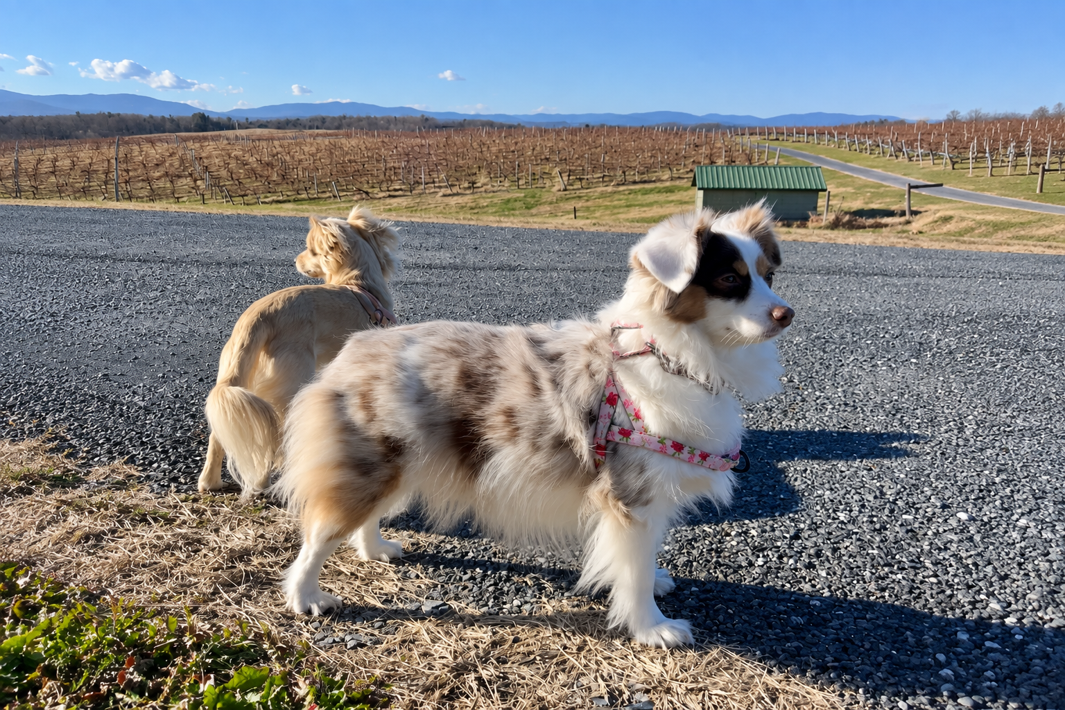 Archie and Saydie overlooking the vineyards and Blue Ridge Mountains near Staunton, Virginia.