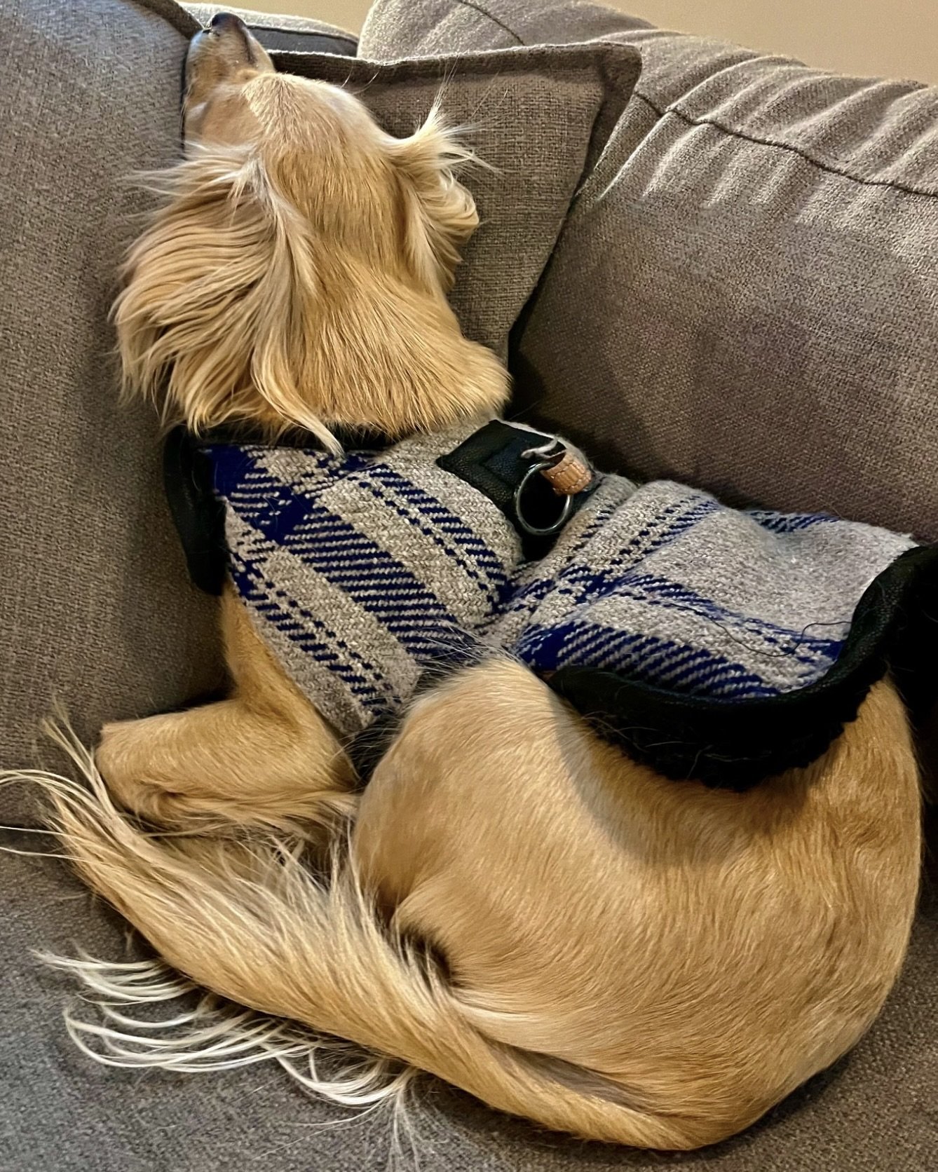 Small dog curled up asleep on a couch, wearing a sweater and resting with head tucked into the cushions.