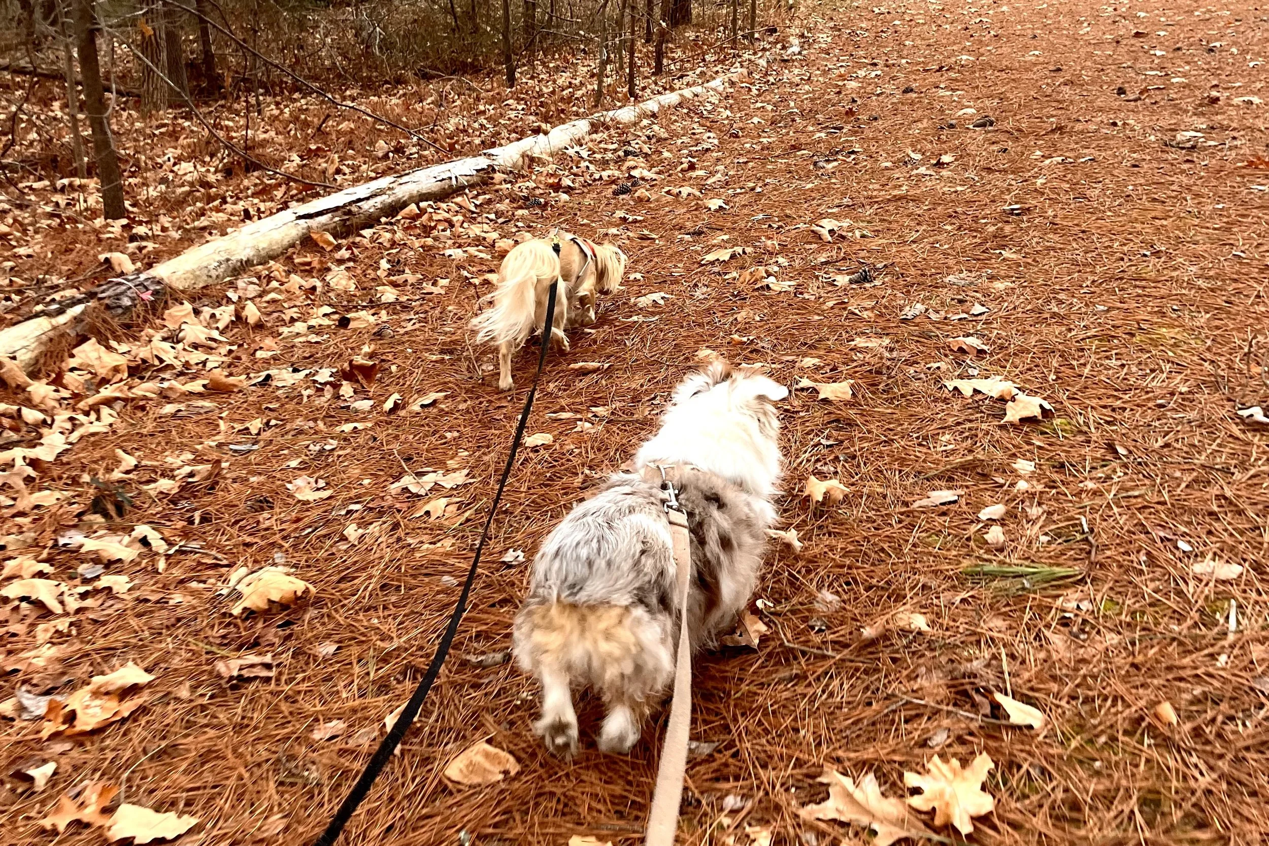 Small dogs walking along a quiet wooded trail covered in pine needles, moving steadily on a familiar route with minimal distractions.