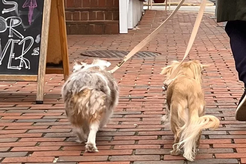 Walking Archie and Saydie along the brick sidewalks in Historic Occoquan, Virginia.