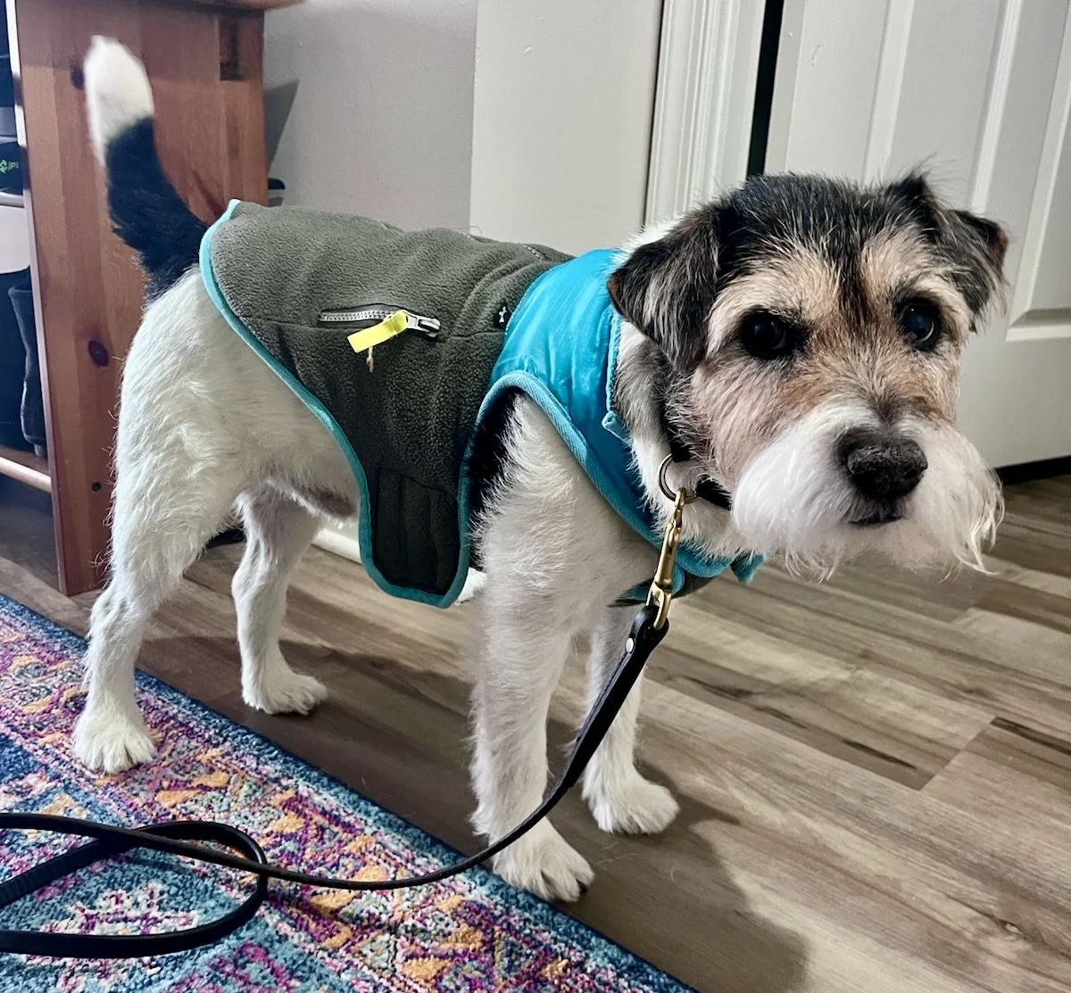 Small dog wearing a dog jacket that fastens with Velcro and features a zipper along the back for easy on and off, photographed indoors.
