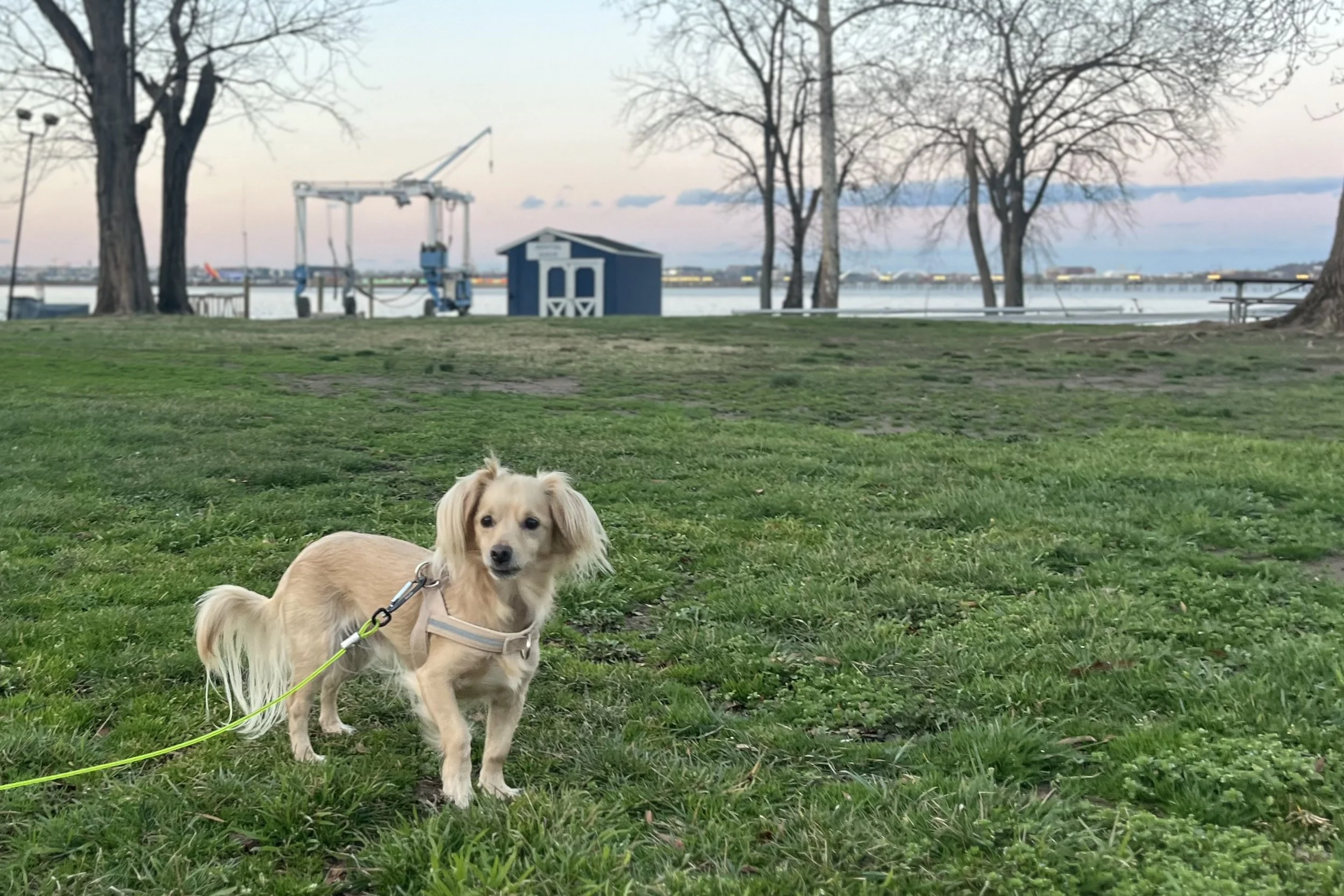 Small dog standing in a grassy waterfront park in Alexandria, Virginia.
