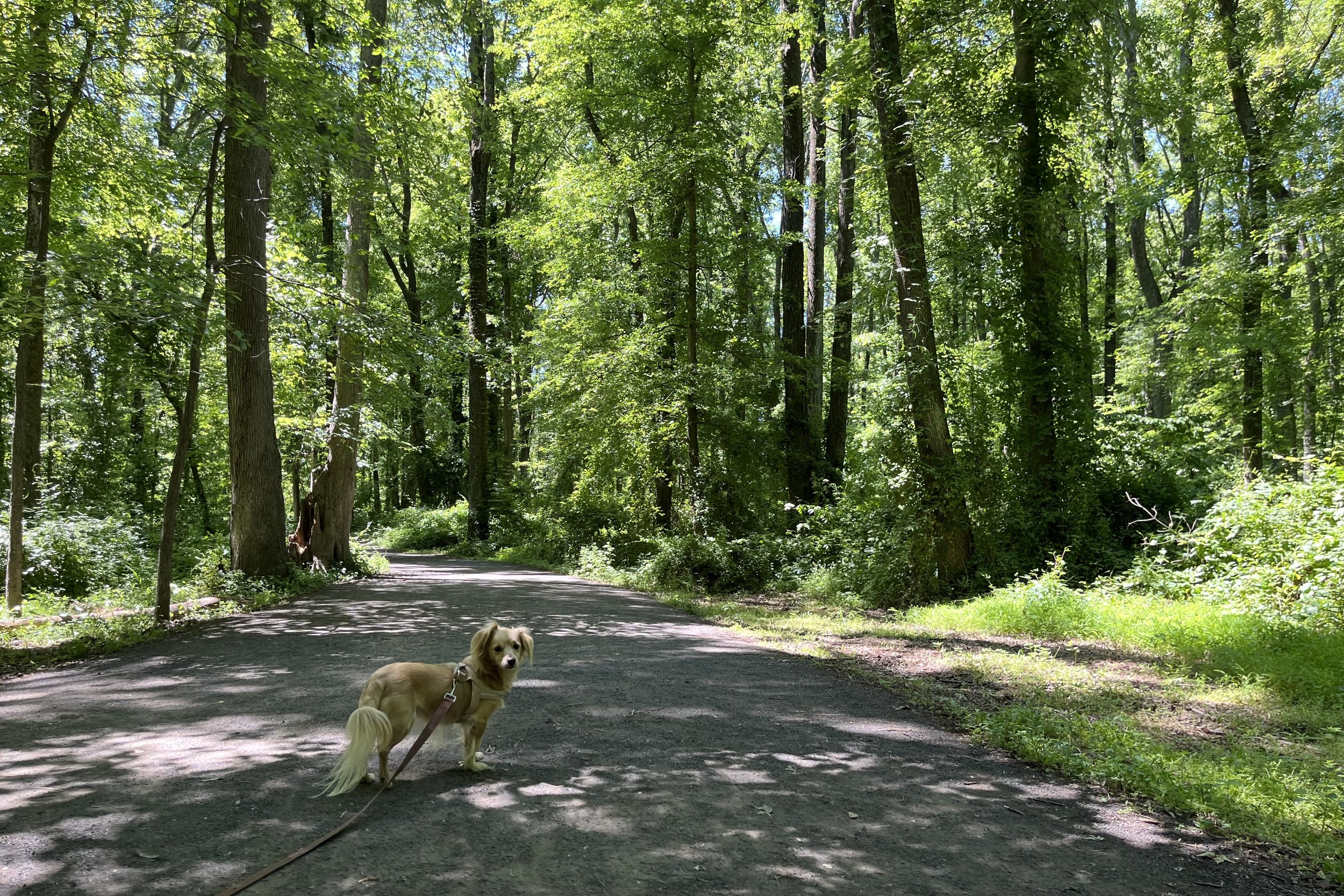 Small golden dog walking along a wide shaded woodland path at Huntley Meadows Park near Alexandria, Virginia.