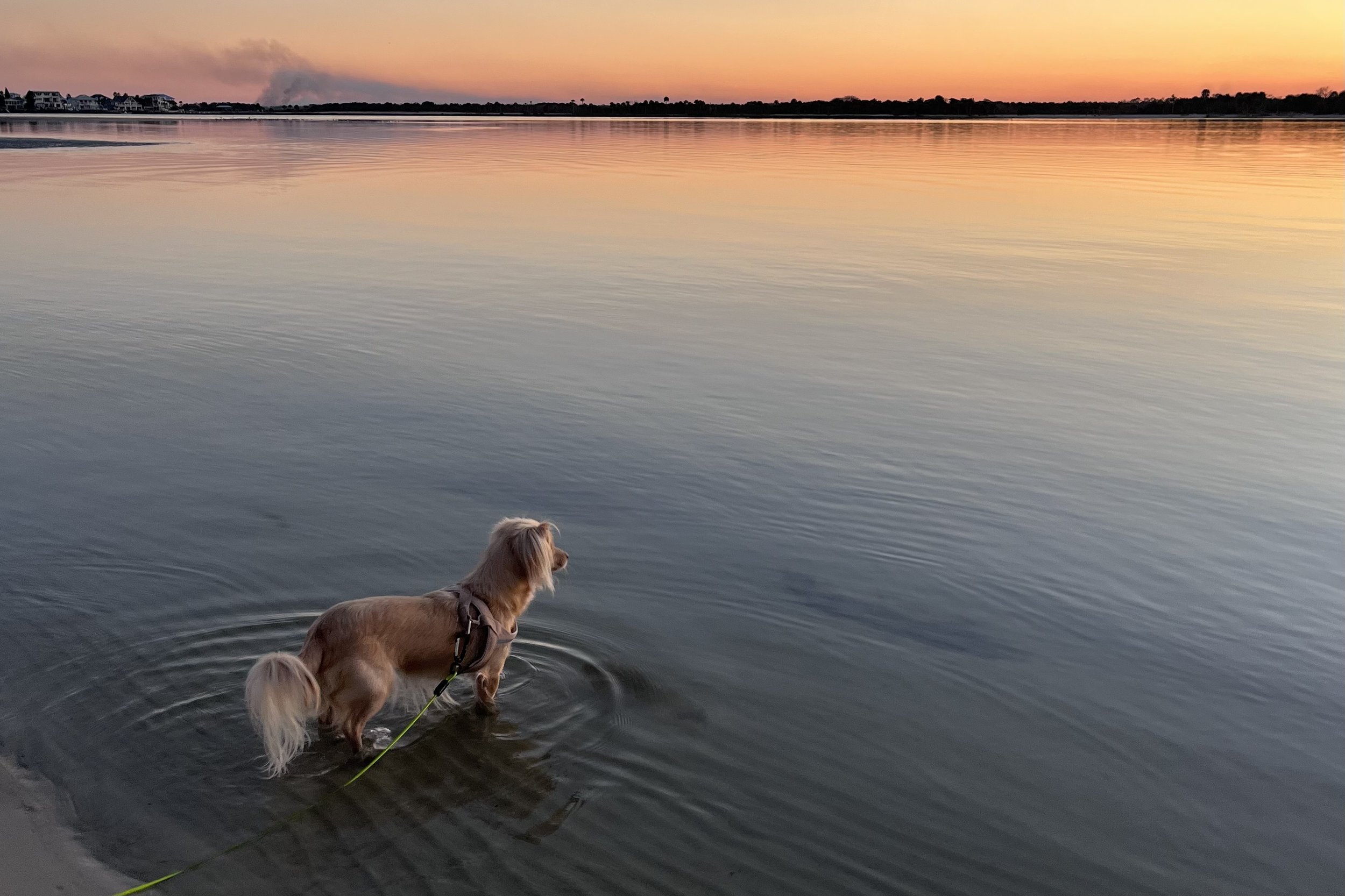 Archie standing in calm water at sunset during a relaxed dog-friendly beach trip.