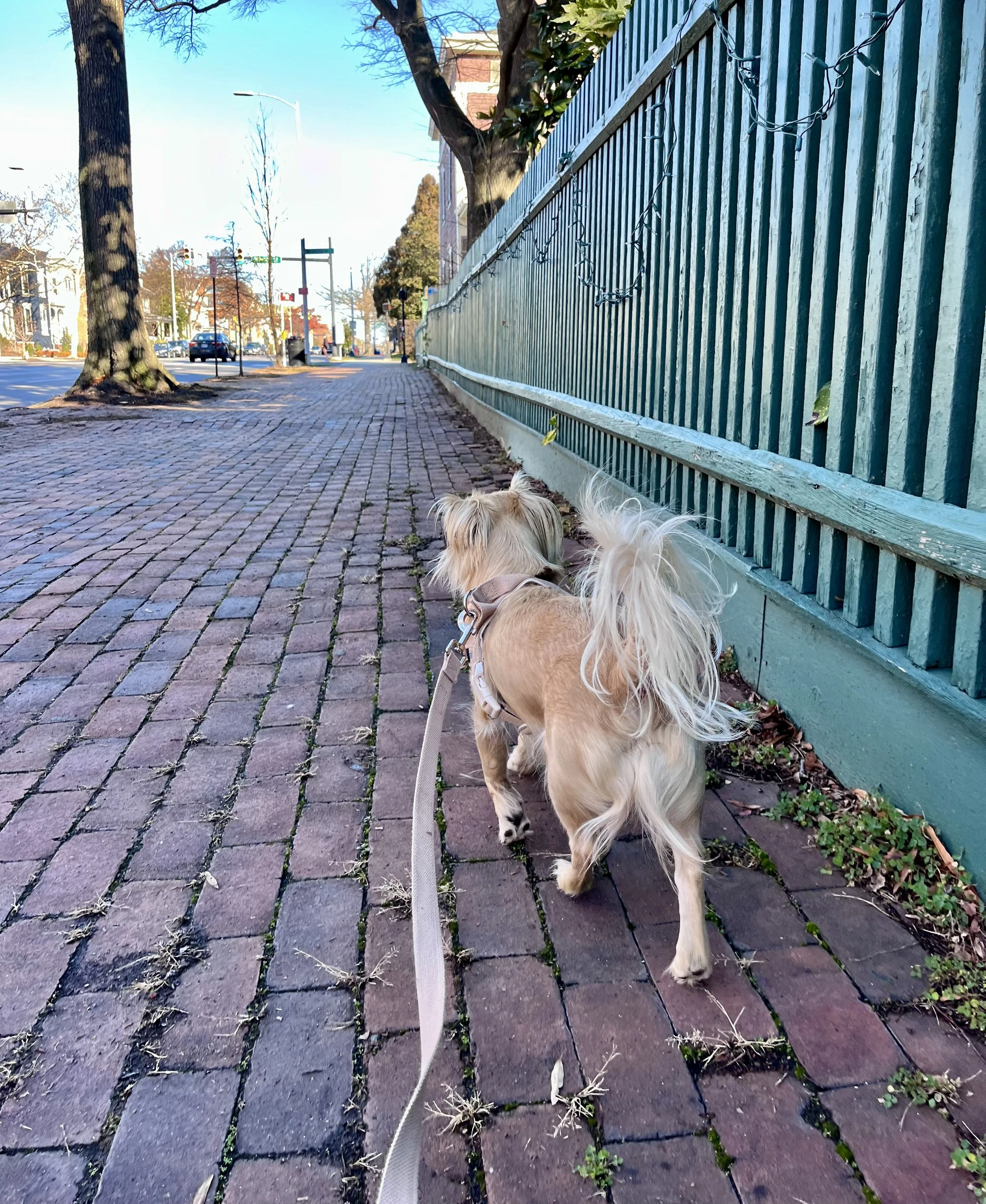 A small dog walking on a brick sidewalk beside a green wooden fence in Old Town Alexandria, Virginia.