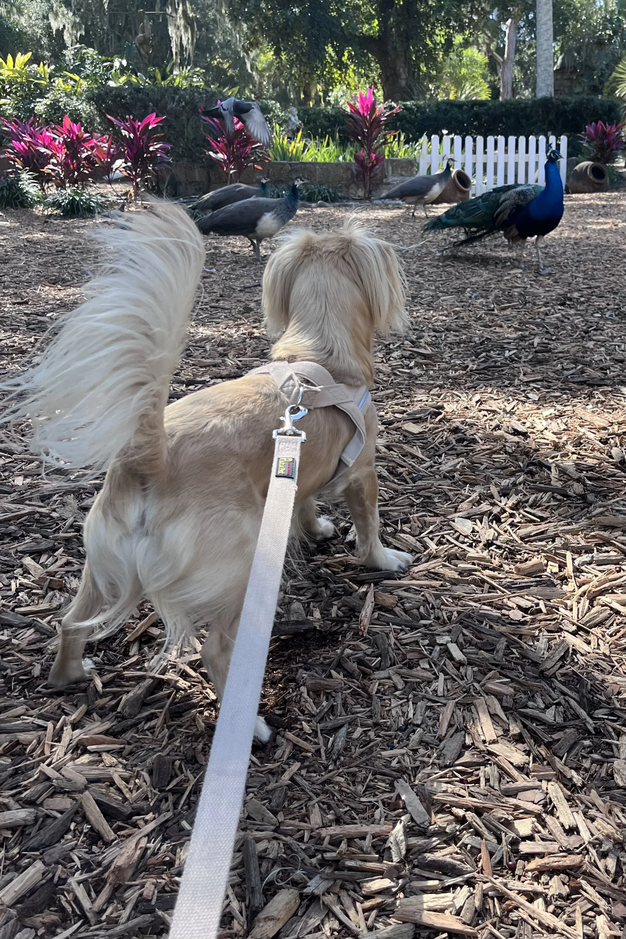 Dog watching peacocks on the grounds of the Fountain of Youth Archaeological Park in St. Augustine