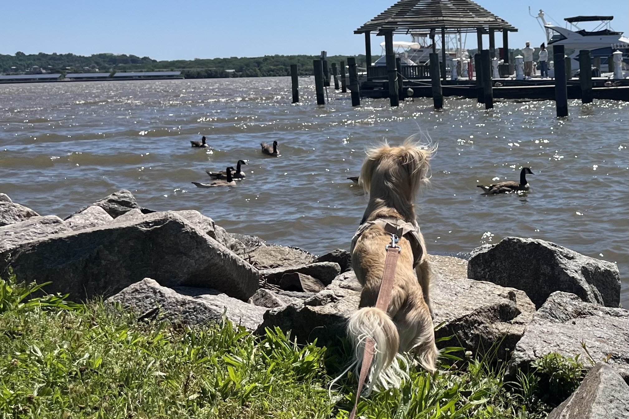 Archie watching geese from a rocky waterfront during a quiet break on a dog-friendly outing.