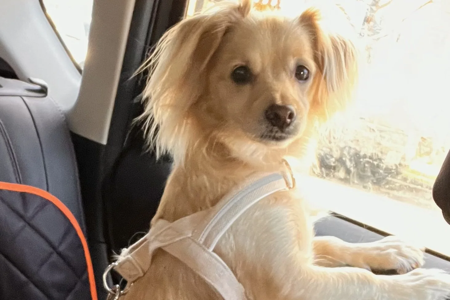 Archie sitting upright in the back seat of the car