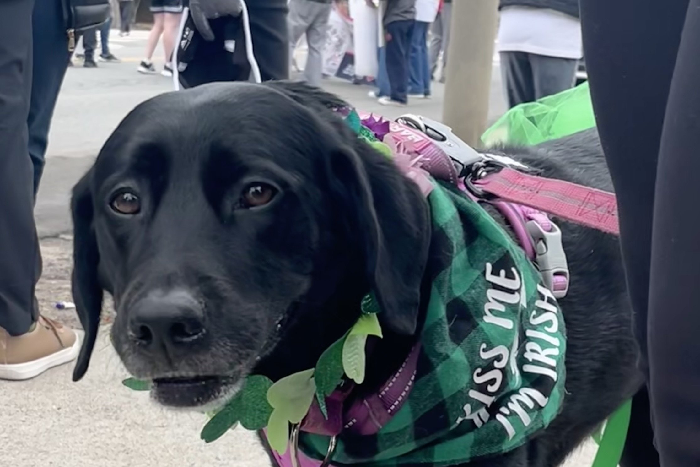 Black dog wearing a festive bandana during a parade in Old Town Alexandria, showing dogs participating in community events