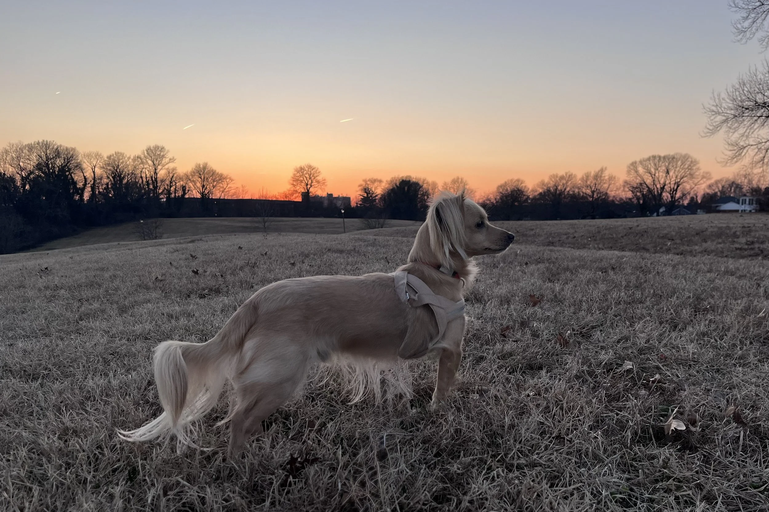 Archie standing in the open field behind the George Washington Masonic National Memorial at sunset in Alexandria, Virginia.