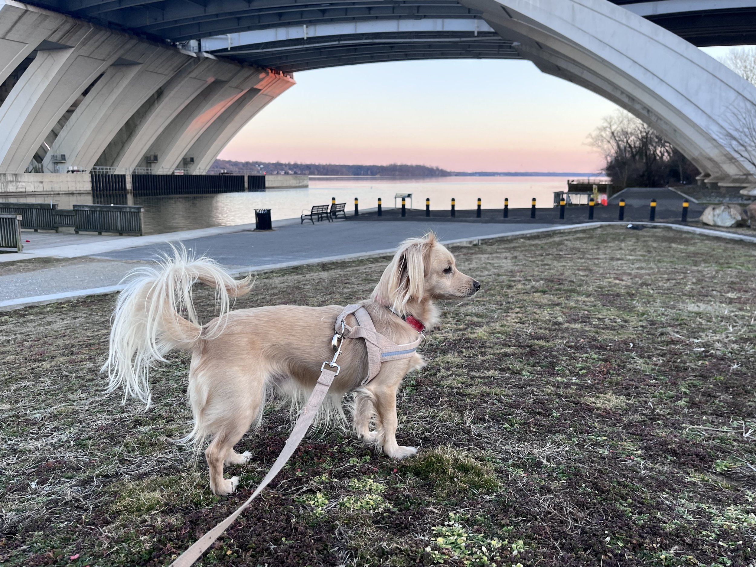Archie standing near the Potomac River beneath the Woodrow Wilson Bridge at sunset in Jones Point Park.