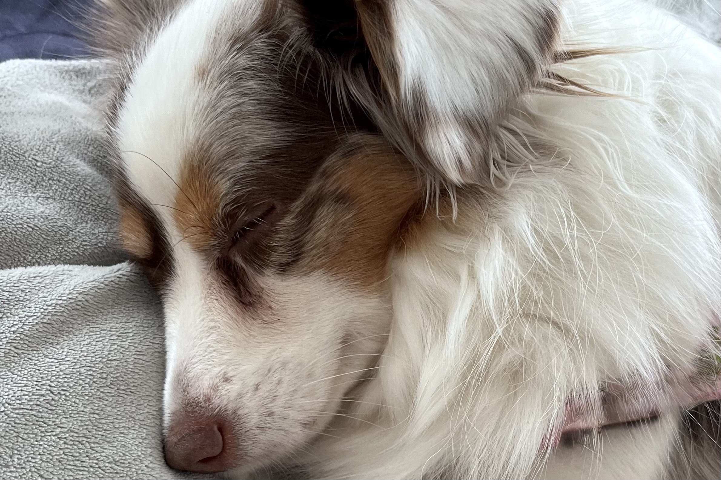 Small dog resting with eyes closed on a soft blanket, fully relaxed and asleep in a new space.