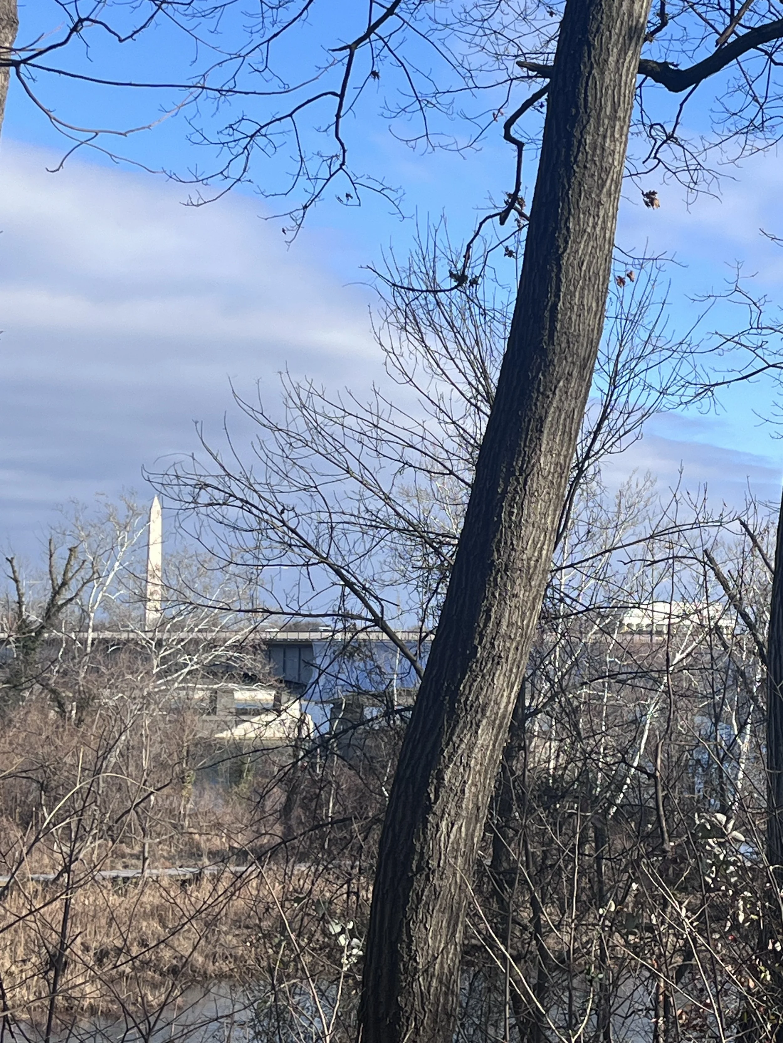 View of the Washington Monument partially visible through winter trees on Theodore Roosevelt Island.