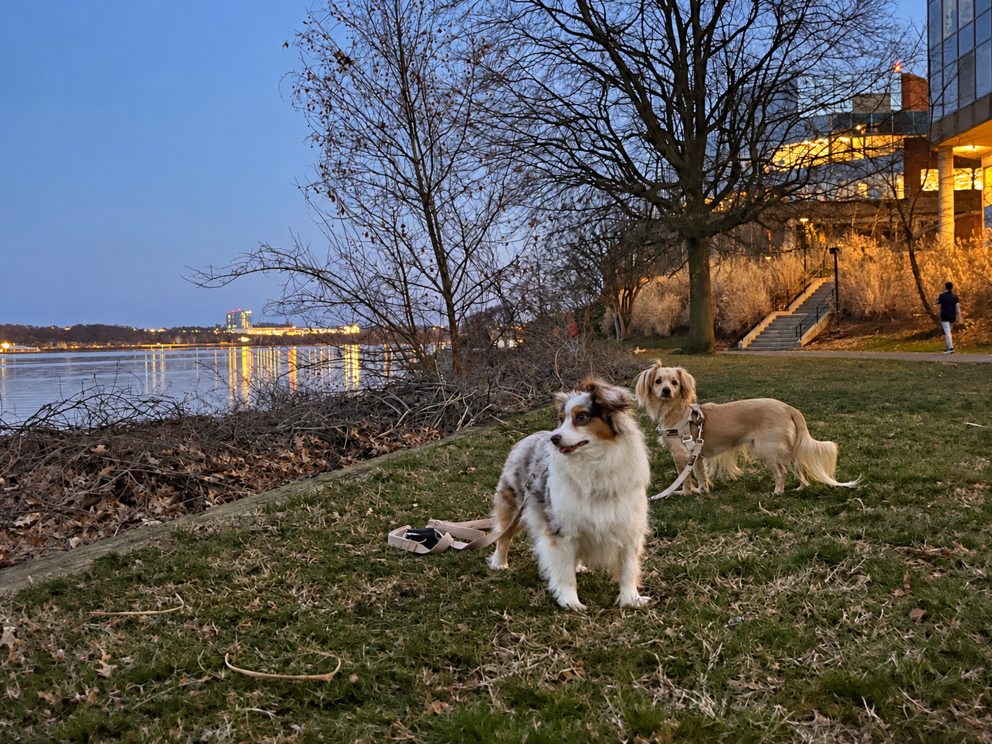 Two small dogs standing on the grassy shoreline at Tide Lock Park in Alexandria, Virginia, with waterfront buildings glowing at dusk.