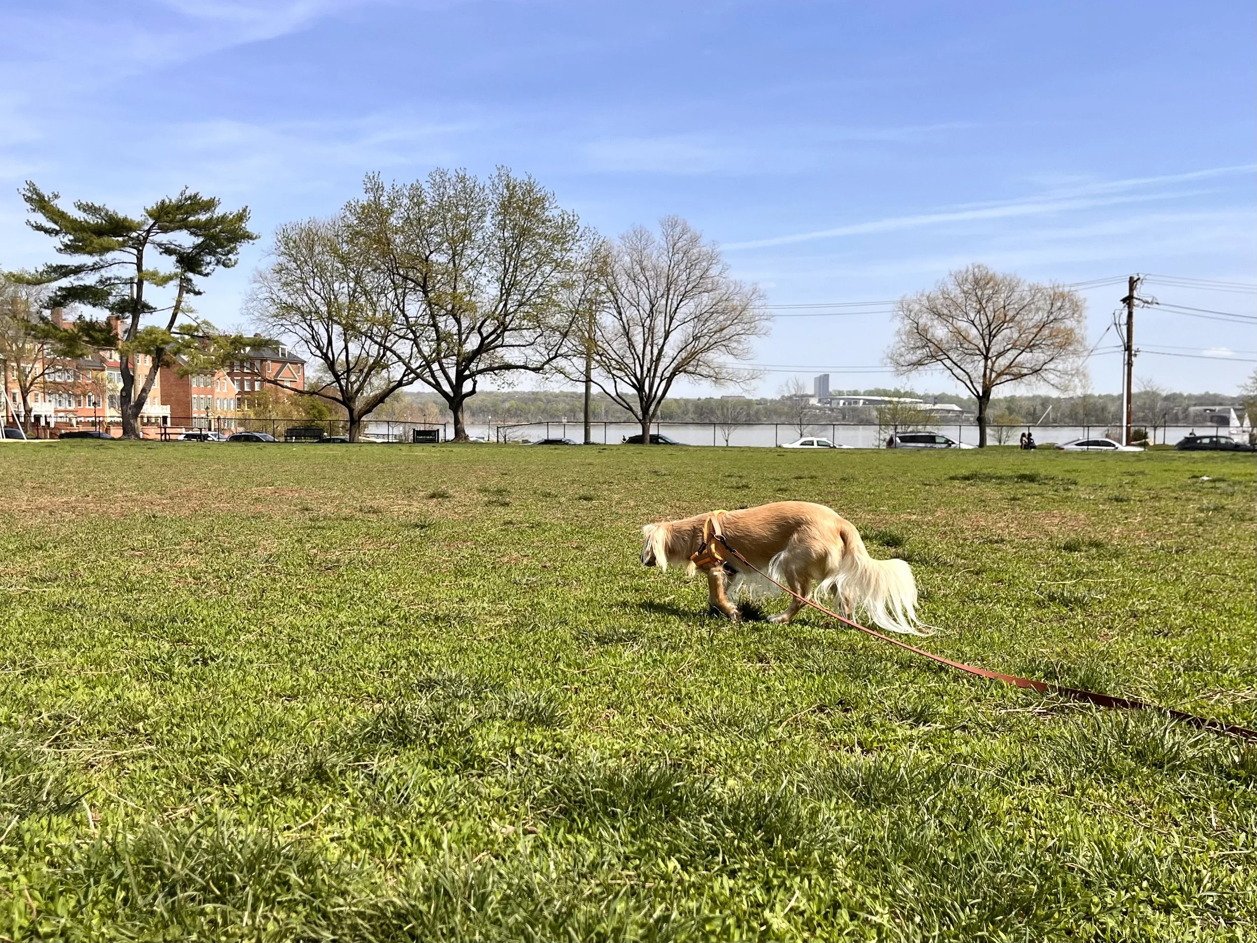 Small dog sniffing while walking across an open grassy field at Windmill Hill Park with trees and water in the background.