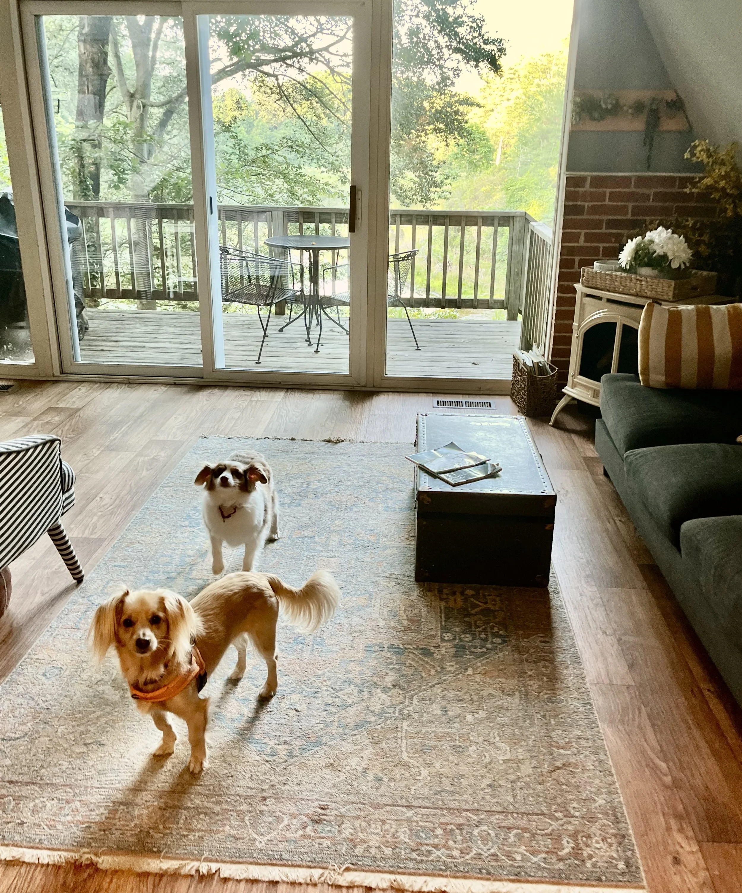 Two dogs standing on a rug inside a cozy A-frame cabin living room, with sliding glass doors opening to a wooded deck and soft natural light filling the space.