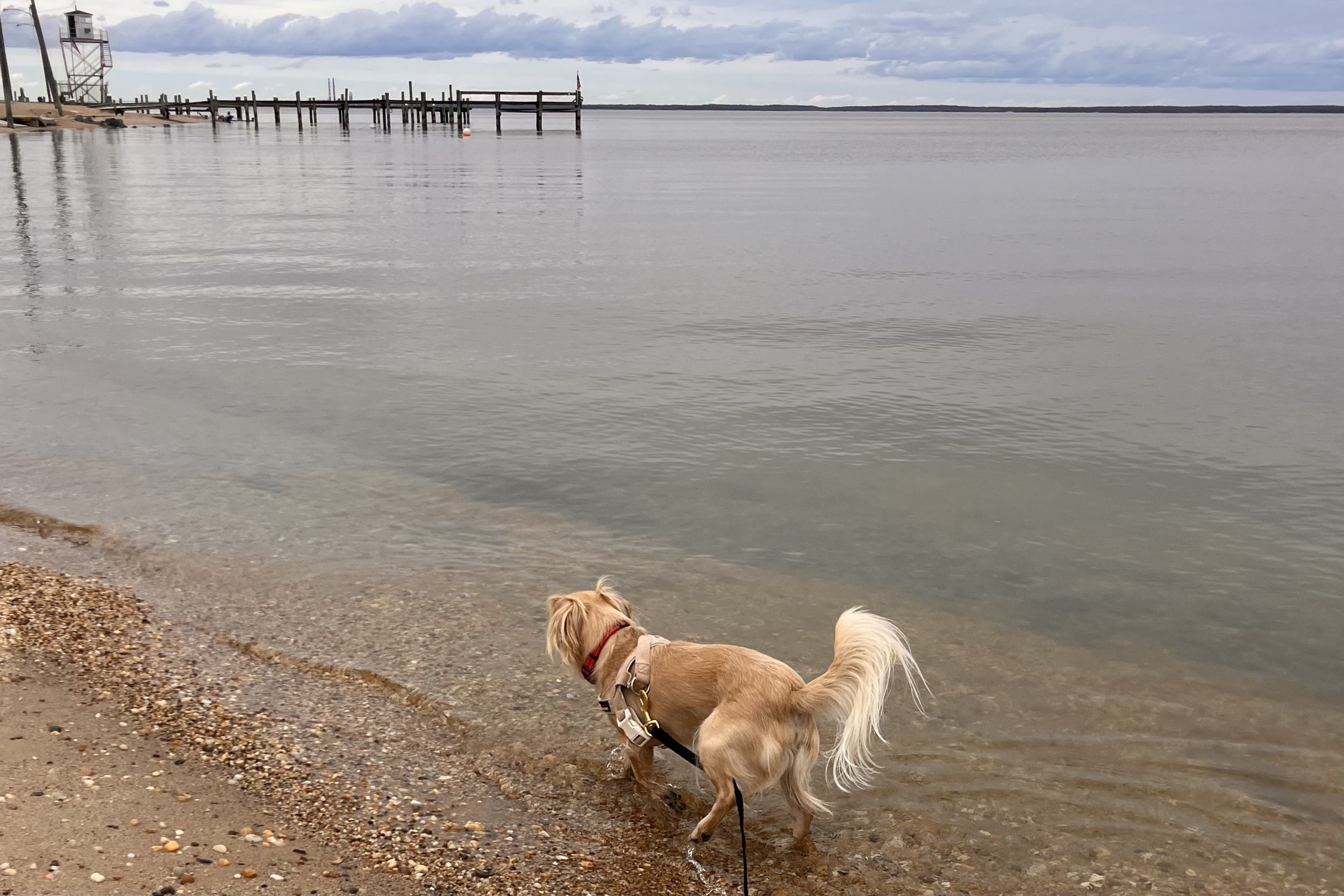 Small tan dog standing in the shallow water along the sandy shoreline at Colonial Beach, with the public pier and observation tower in the background.